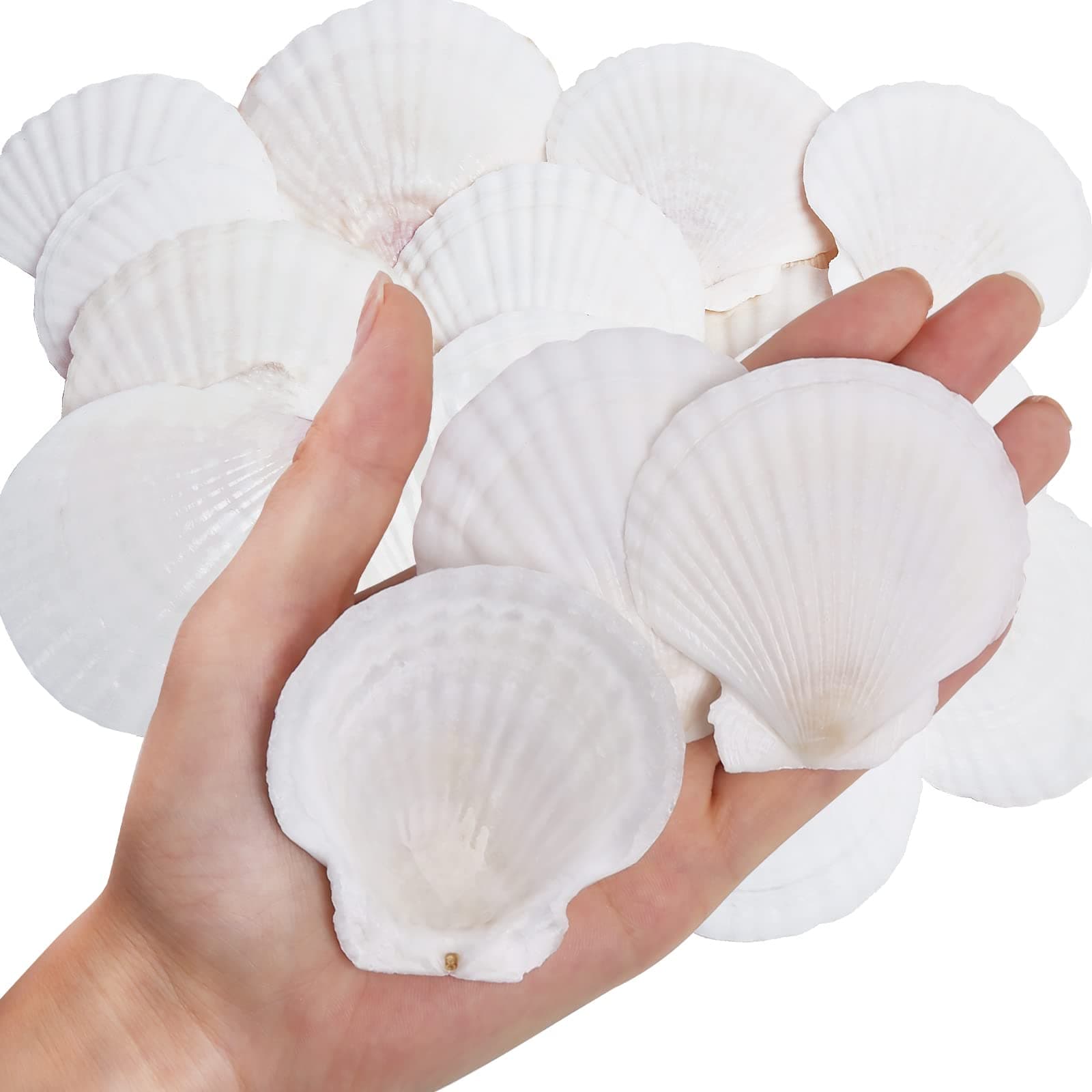 30PCS Natural Scallop Shells White Sea Shells for Decorating from Sea Beach Real Seashells for DIY Craft Painting Ocean Themed Party Wedding 2''-3''