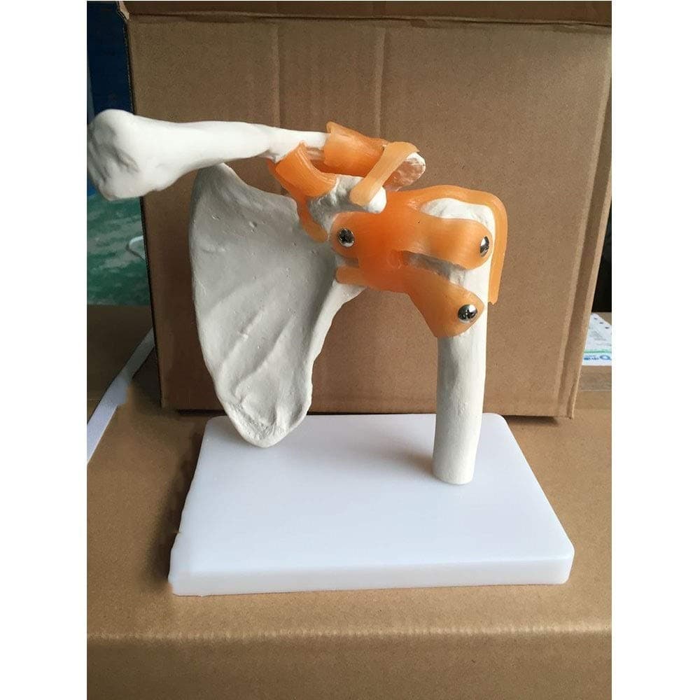 Skeleton Model Teaching Shoulder Scapula Model, Shoulder Joint Model with Ligament Art Medical Model Art Human Skeleton Tibia