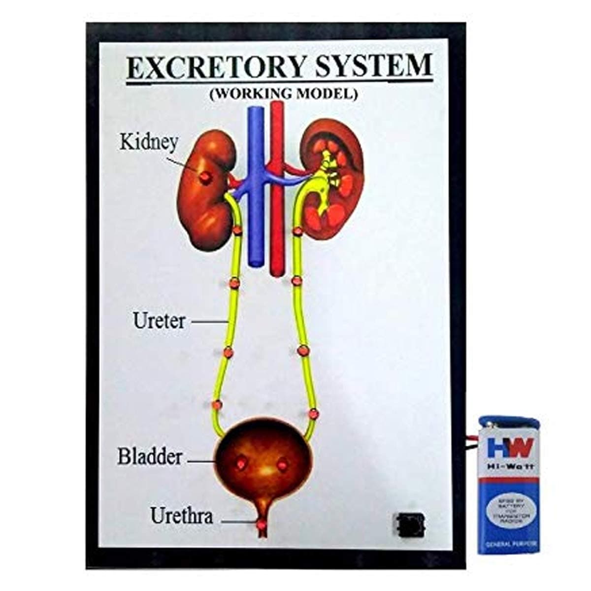 Excretory System- Biology Science Educational Project.
