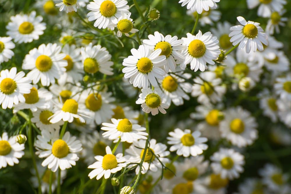 Roman Chamomile 500 Seeds