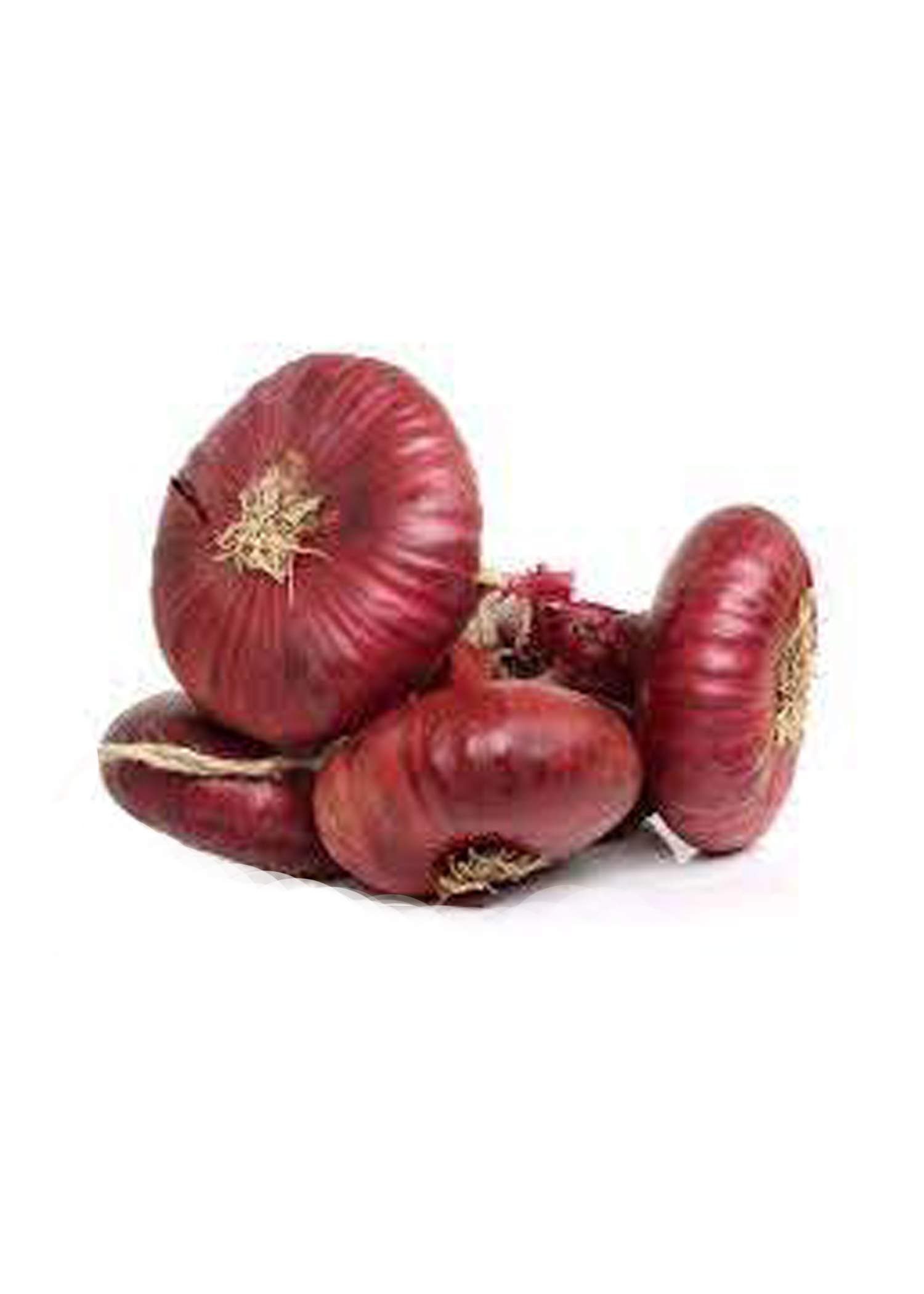 Onion 261 - Cipollini onion seed- 50