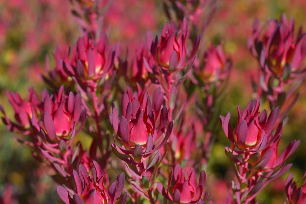 Leucadendron Salignum ~ Red Devils Blush ~ Dazzling Conebush ~ Rarely Seen 3 Seeds ~
