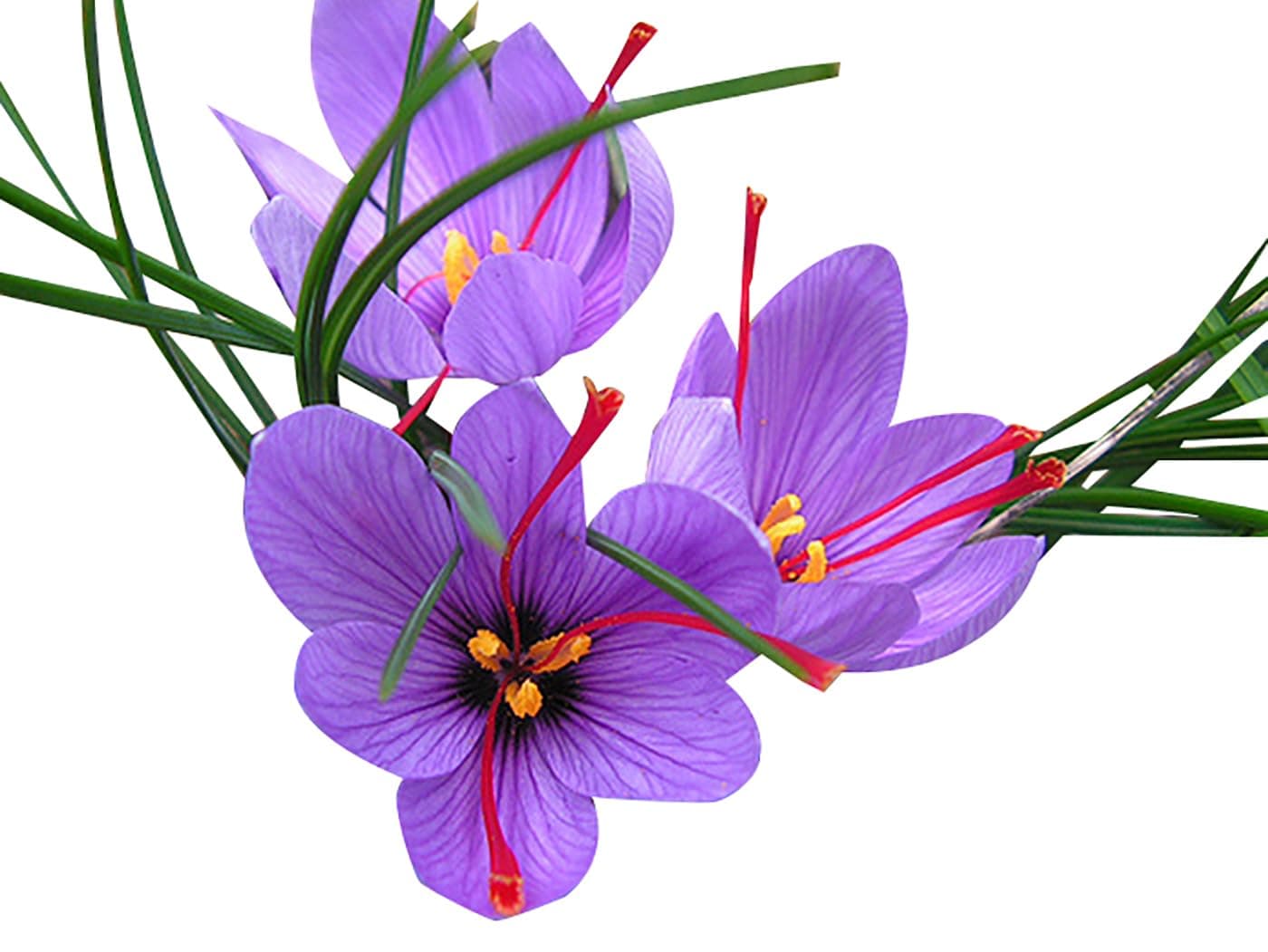 25 "Medium Seed Saffron Crocus Sativus Corms Bulbs - Grow Your Own Spice - Non GMO