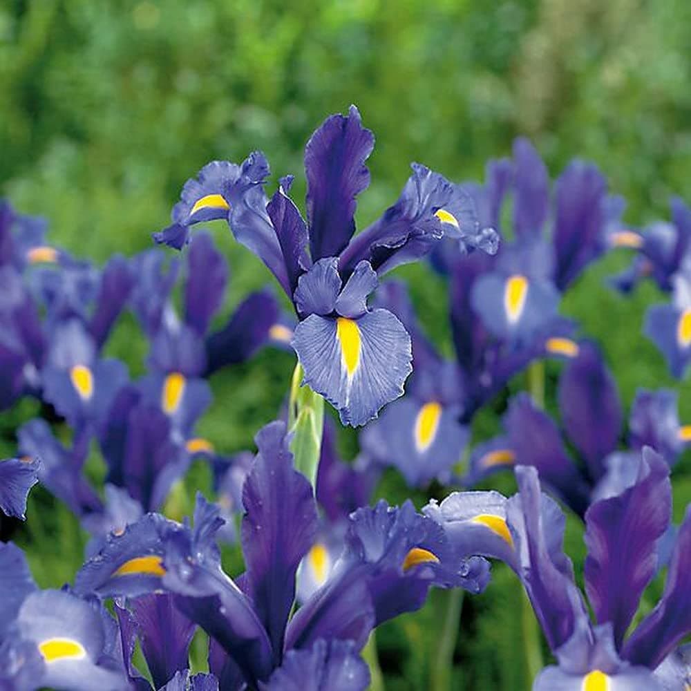 Sapphire Beauty Dutch Iris - 15 Bulbs