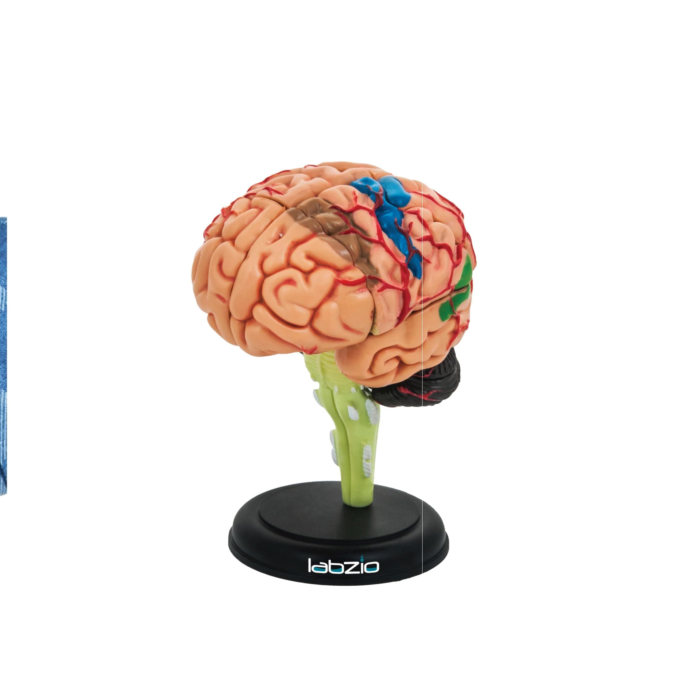 4D Human Brain Model, Mini (10 cm Tall), Dissects Into 17 Parts, A Perfect Learning for Anatomy of Brain, A Fun Learning Model for Kids and Students