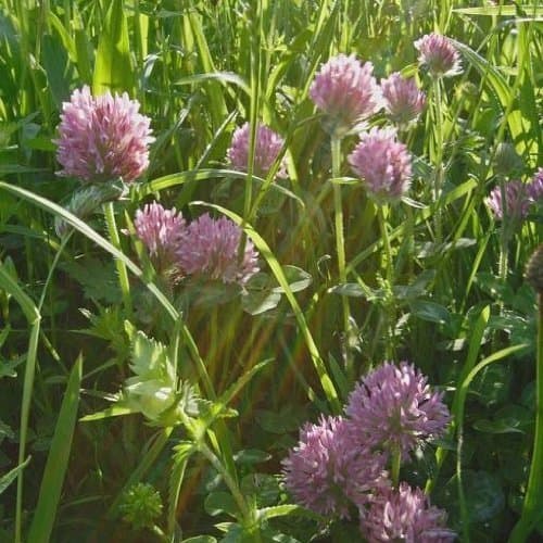 Wildflower - Wild Red Clover - 3000 Seeds
