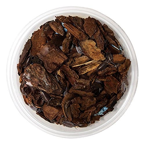 Tropical Grey Woodlice pre-pack