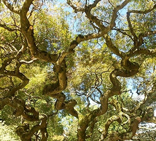 Corkscrew Weeping Willow Tree