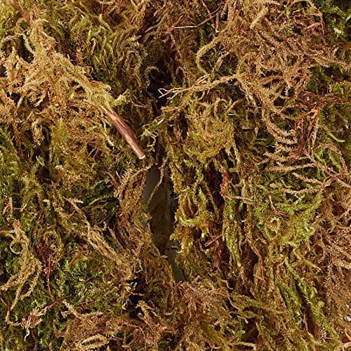 peat Sphagnum Moss 900 Grams