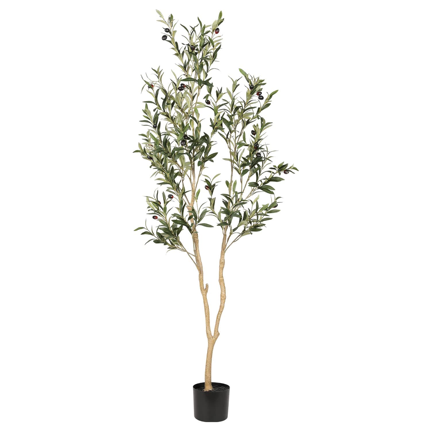 Olive tree