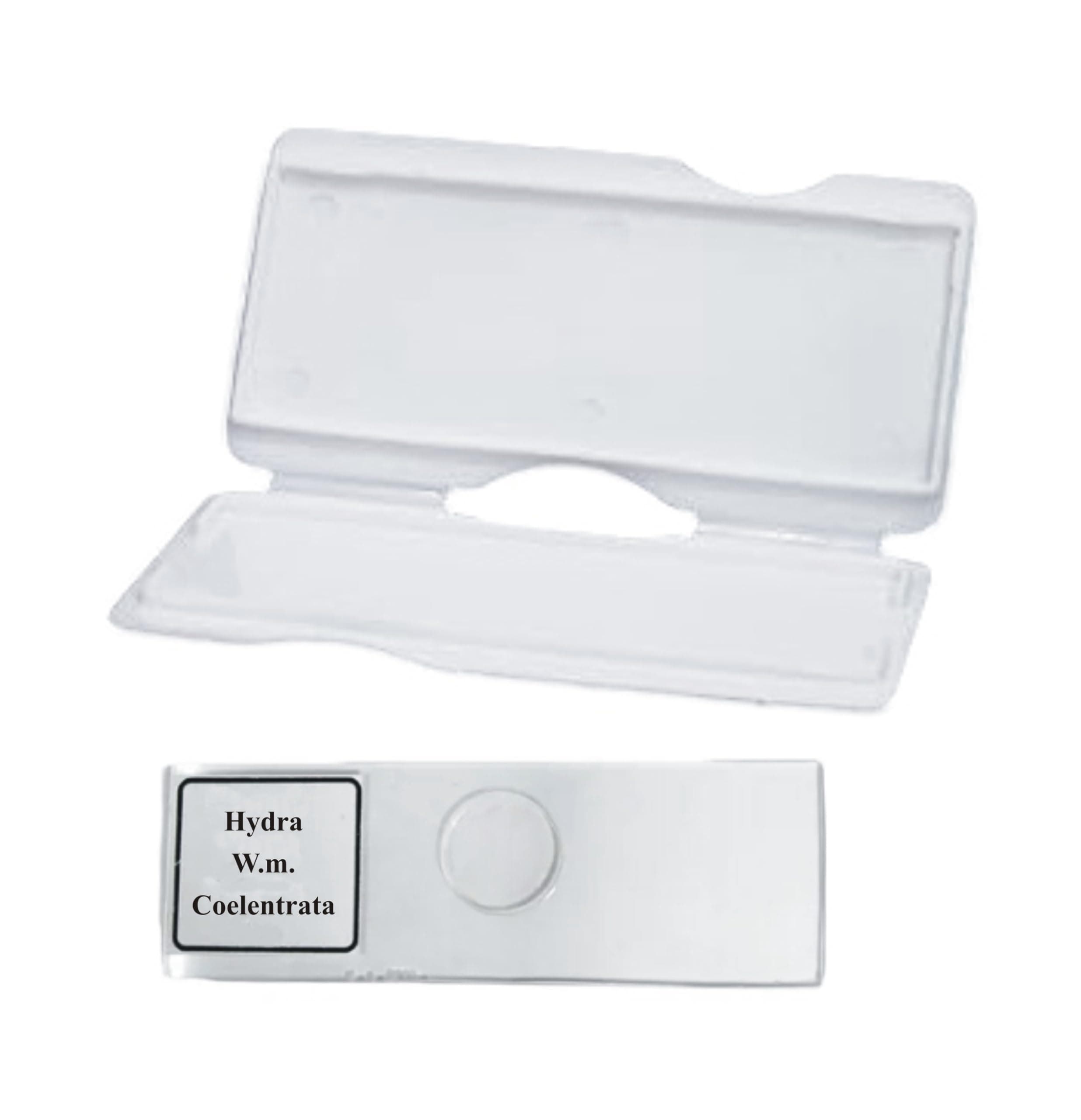 AI-Hydra Prepared Slide for Microscope/Used for Laboratory Microscope/Biology Lab Equipment/Pathology Lab/Scientific and Laboratory Product