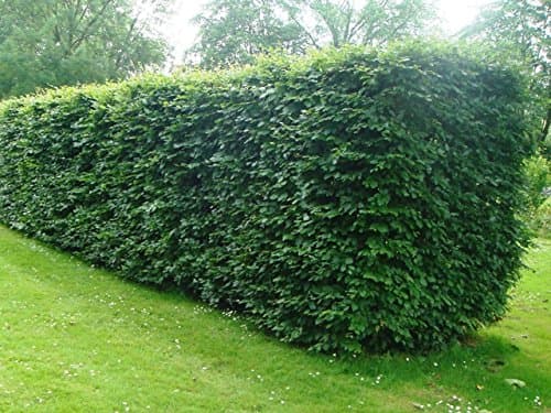 20 Green Beech Hedging Plants 1-2ft in a 1L Pots Fagus Sylvatica Trees 3fatpigs®