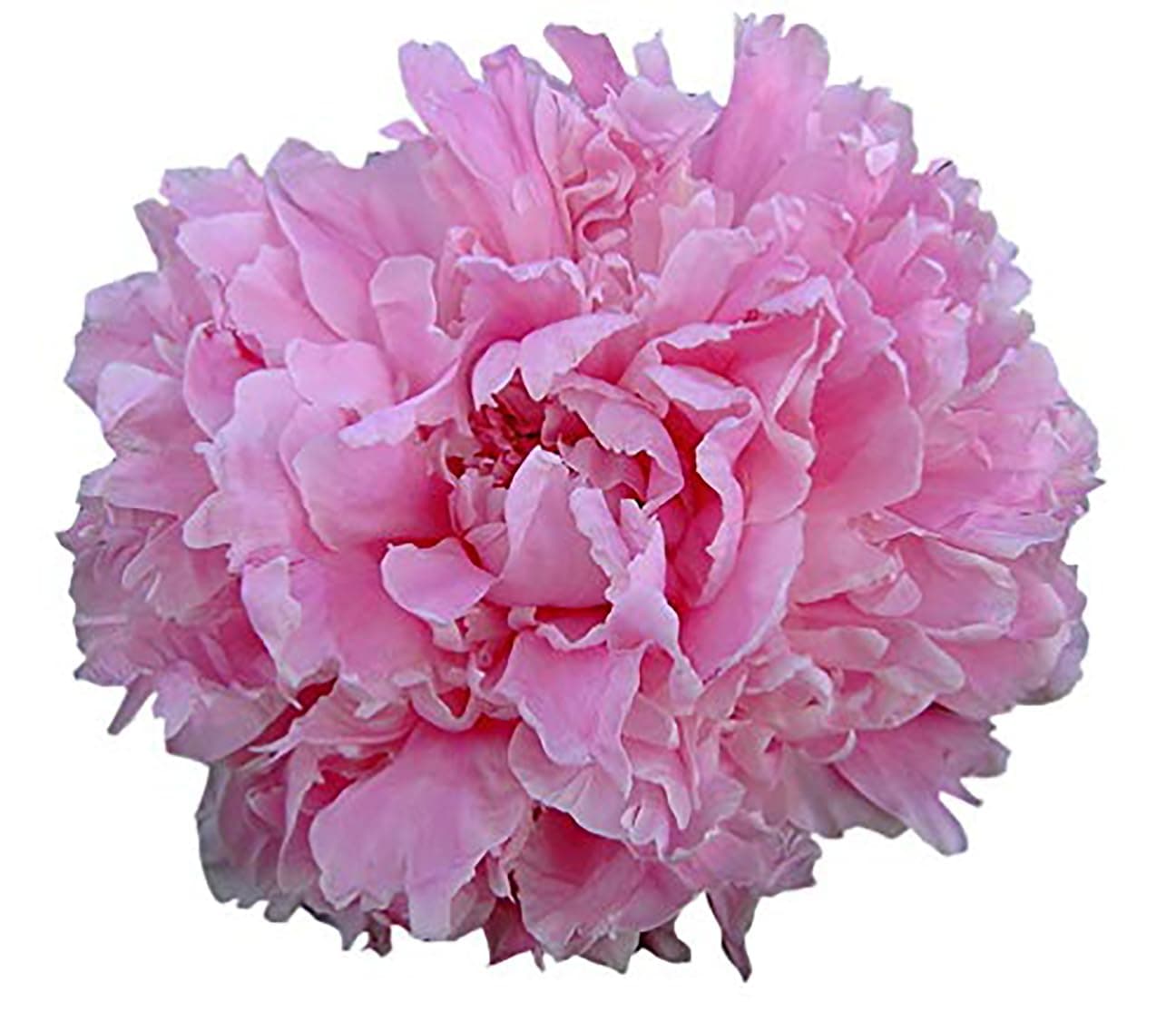 Double Pink Peony - Grace Batson Bare Root 3-5 Eyes…