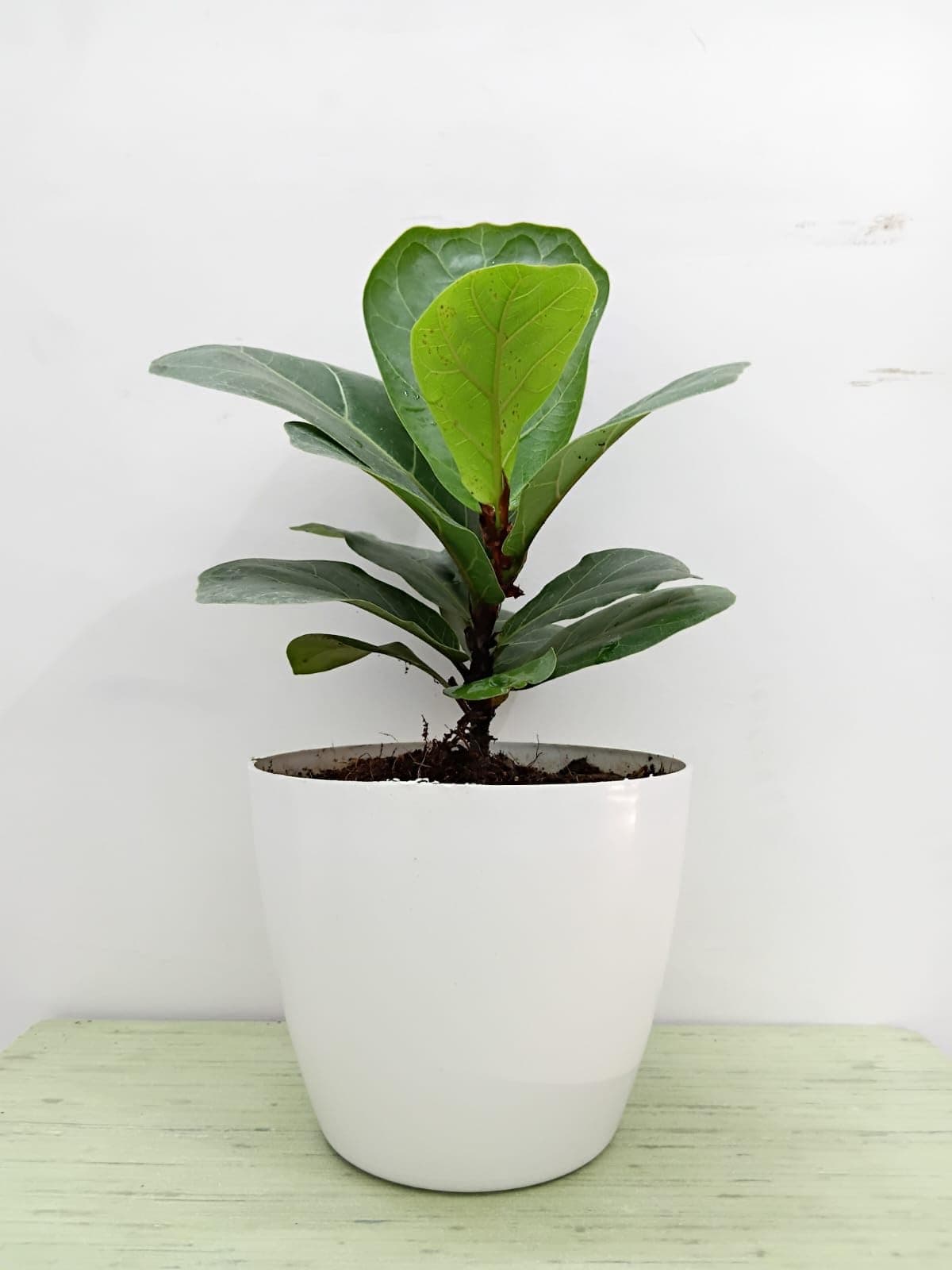 RootsRaja Fiddle Leaf Fig | Indoor Plant