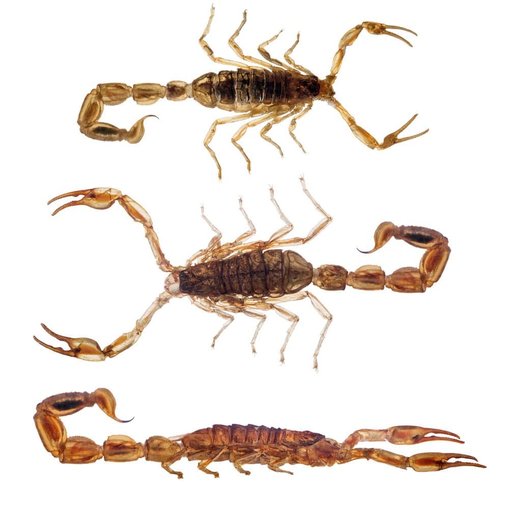 Edible Manchurian Scorpions