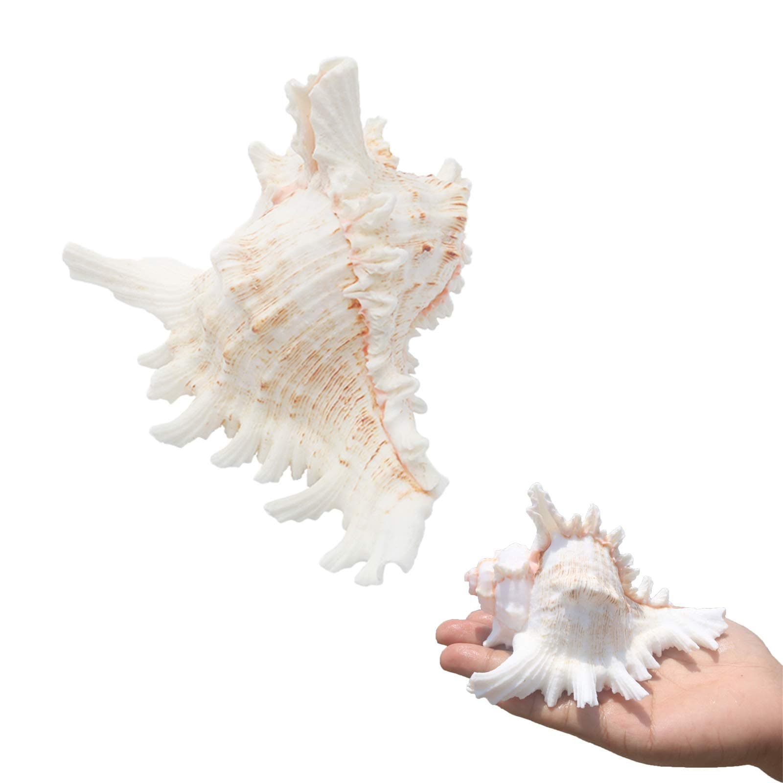 SINKOO 2PCS Conch Shell Large Natural Seashells 4-5.3 Inch Perfect for Fish Tank Wedding Decor Beach Theme Party, Home Decorations,DIY Crafts