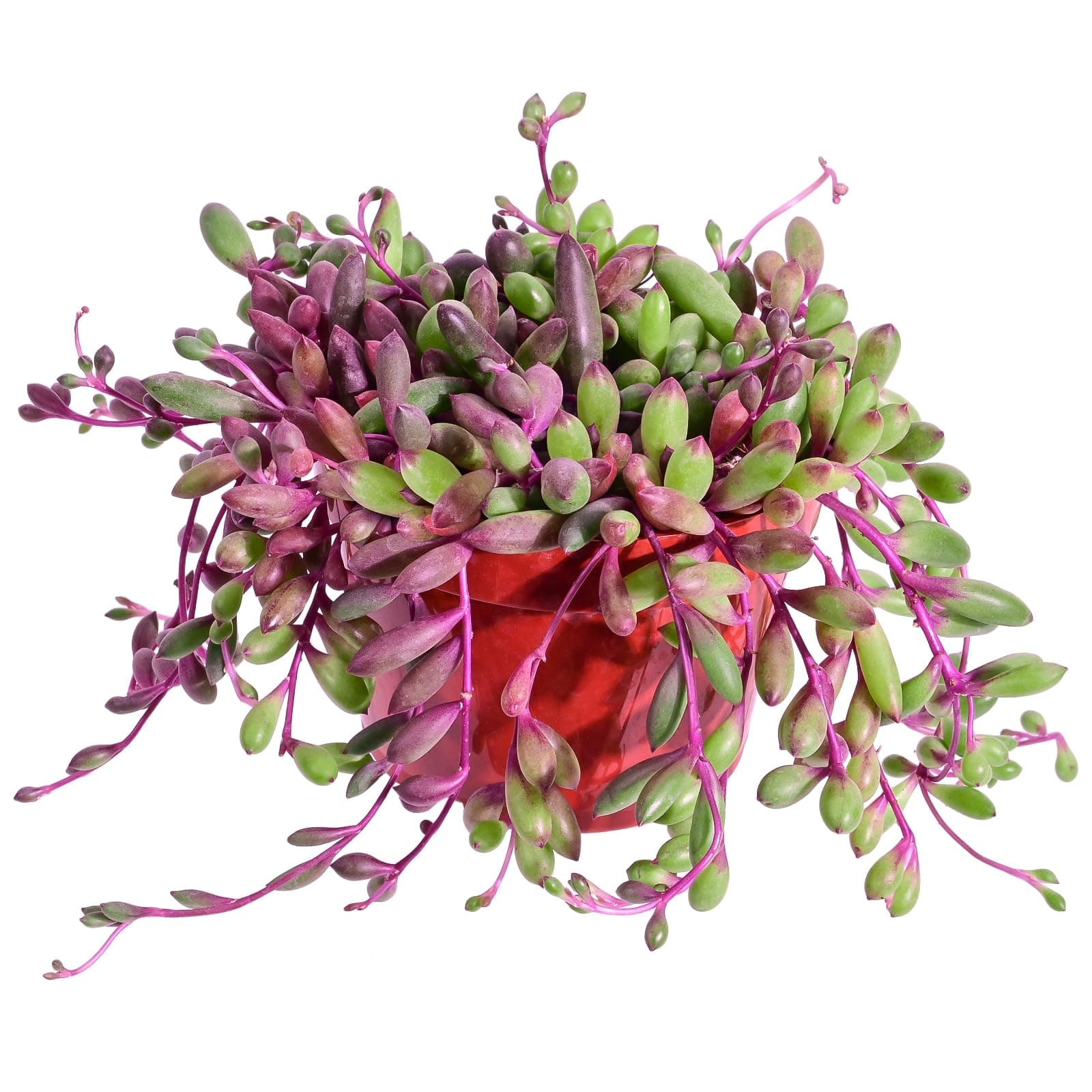 Sprout N Green Ruby Necklace, Othonna capensis L.H.Bailey Live Succulent Rooted in 4" Pot, Purple Hanging Trailing Plant for Home Office Wedding Decoration DIY Project Party Favor, Pet Friendly