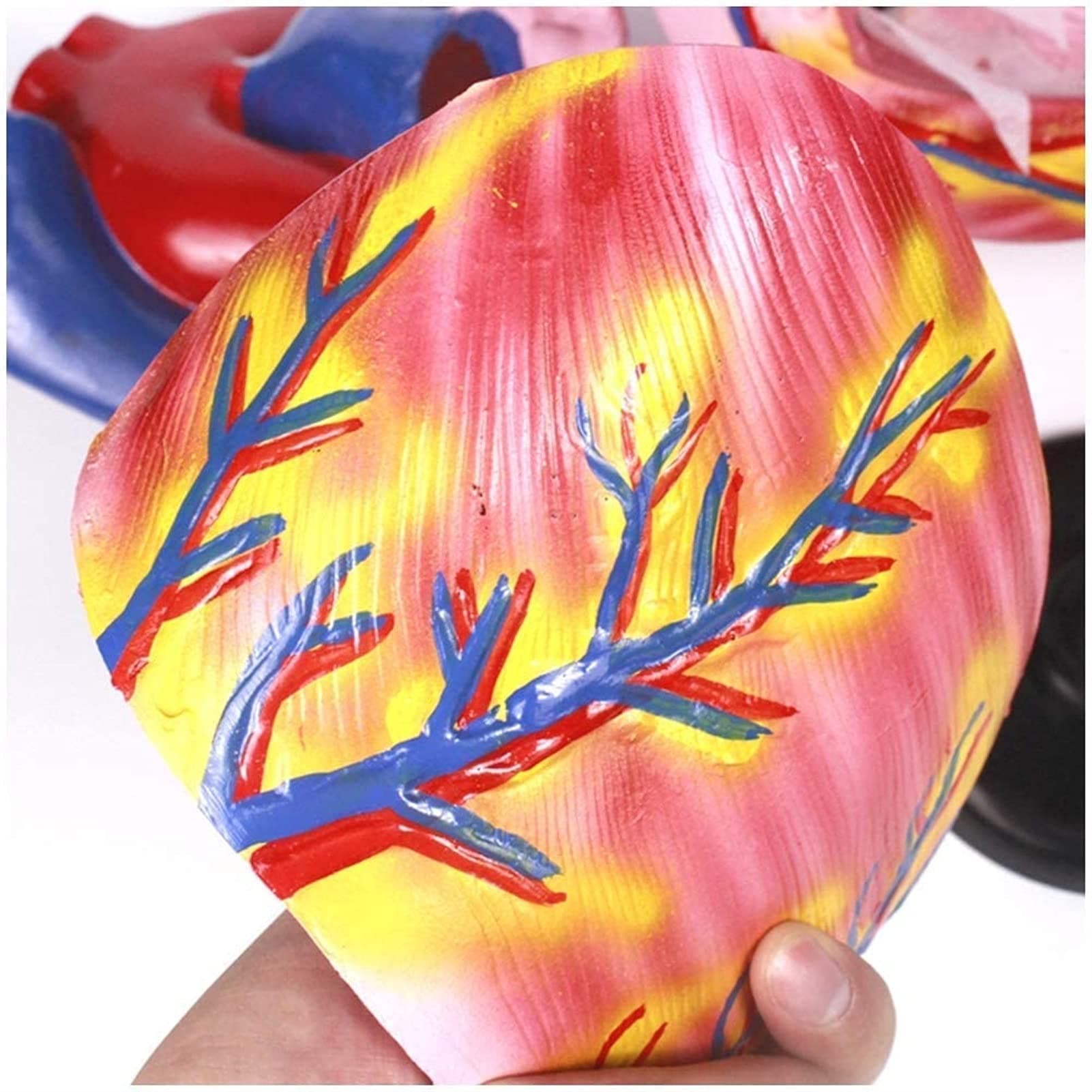 FBITE Study Model Educational Model Heart Model 3X Enlarged Heart Model Medical Anatomical Human Heart Model PVC Material Human Organ Anatomy Model,Medical Models