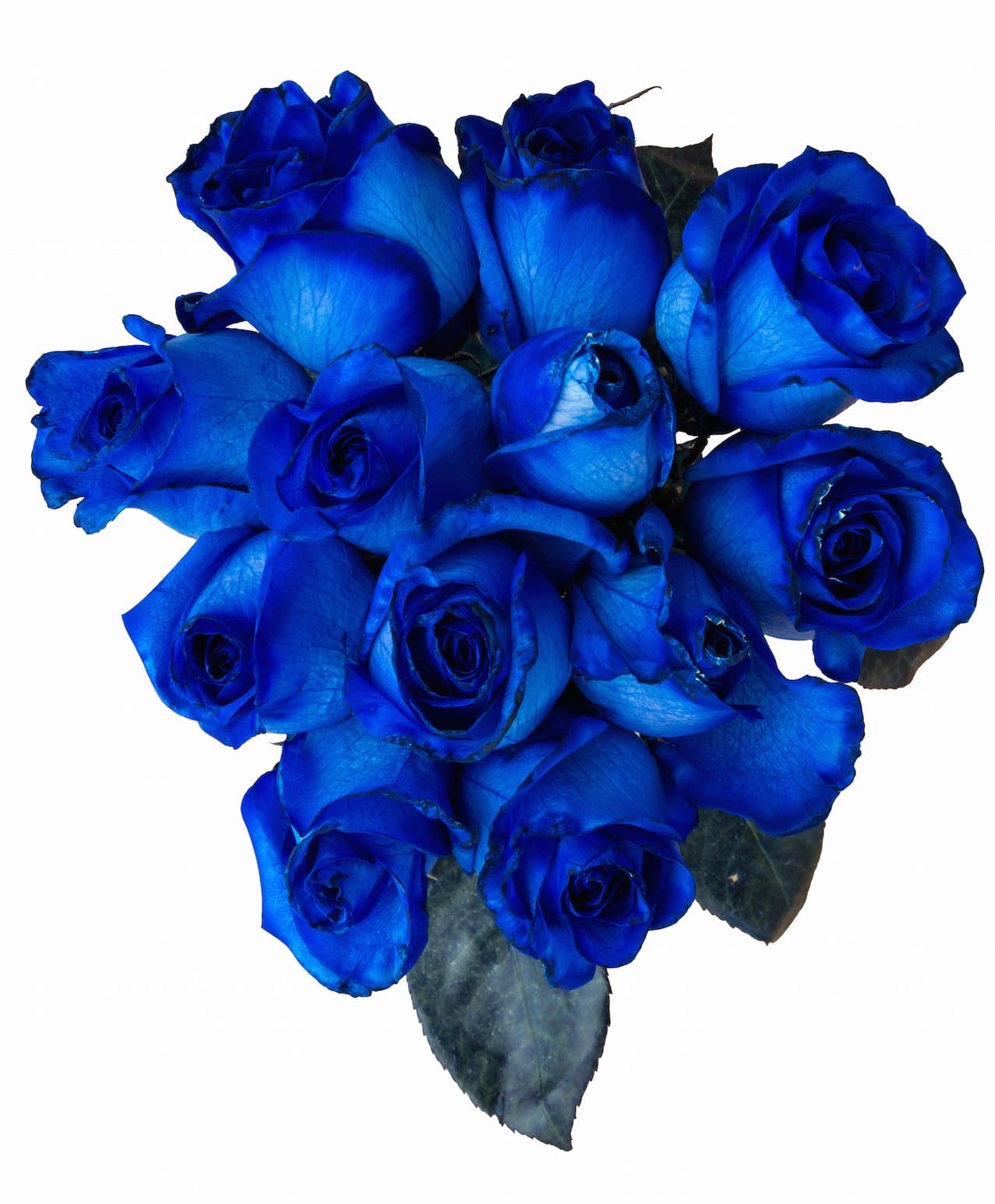 24 Stems - Fresh Cut Blue Roses by Flower Explosion