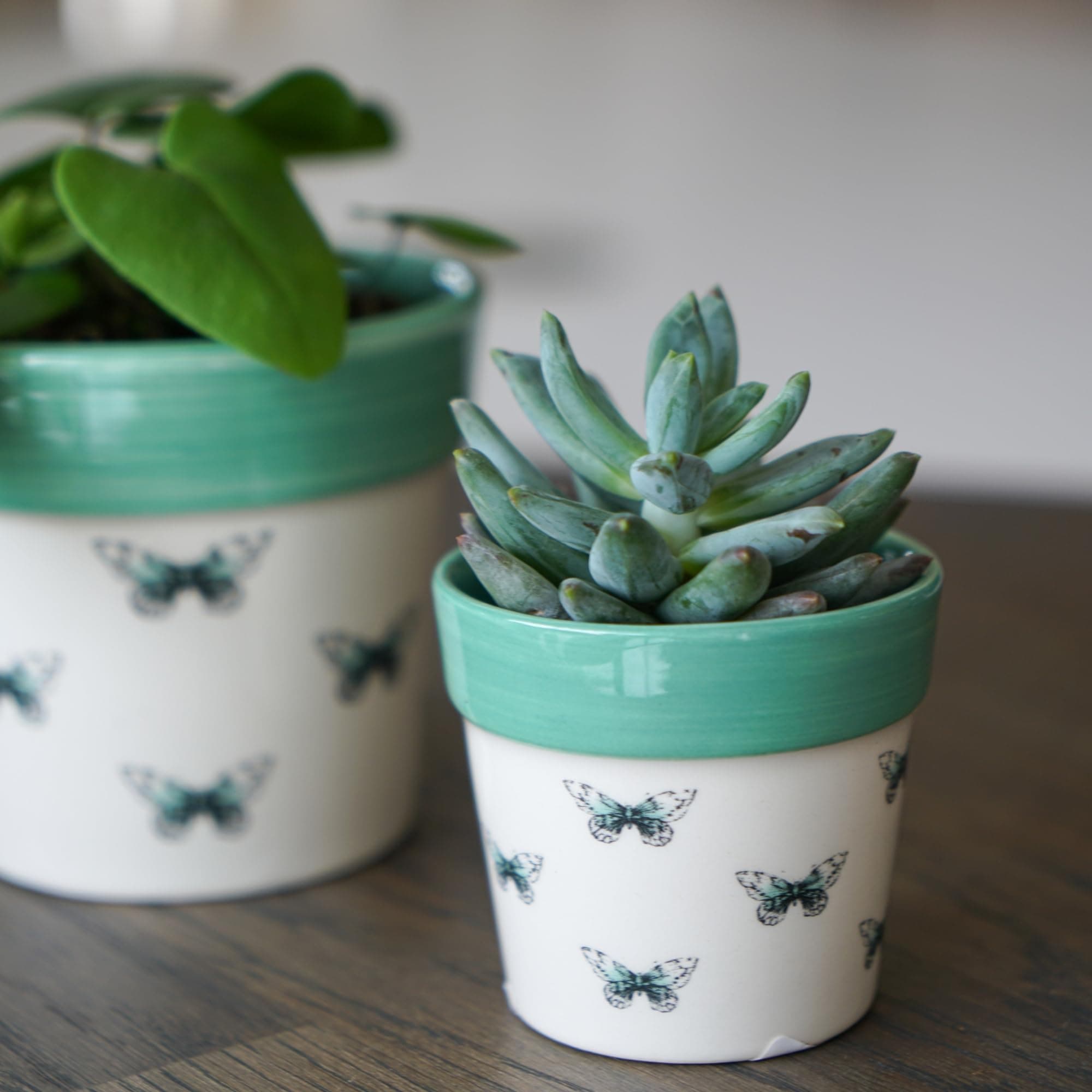 IvylinePlanter, Ceramic, Butterfly, 7 x 7cm