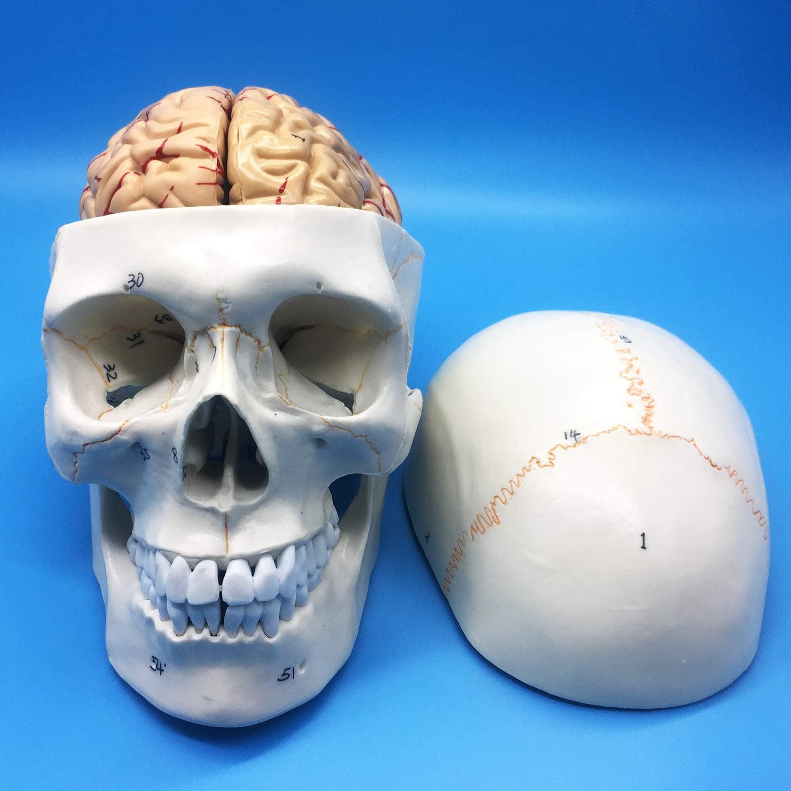 Human Skull and Brain Anatomical Model, Anatomically Accurate Human Skull and Brain Life Size Anatomy Model for Science Classroom Study Display Teaching Model