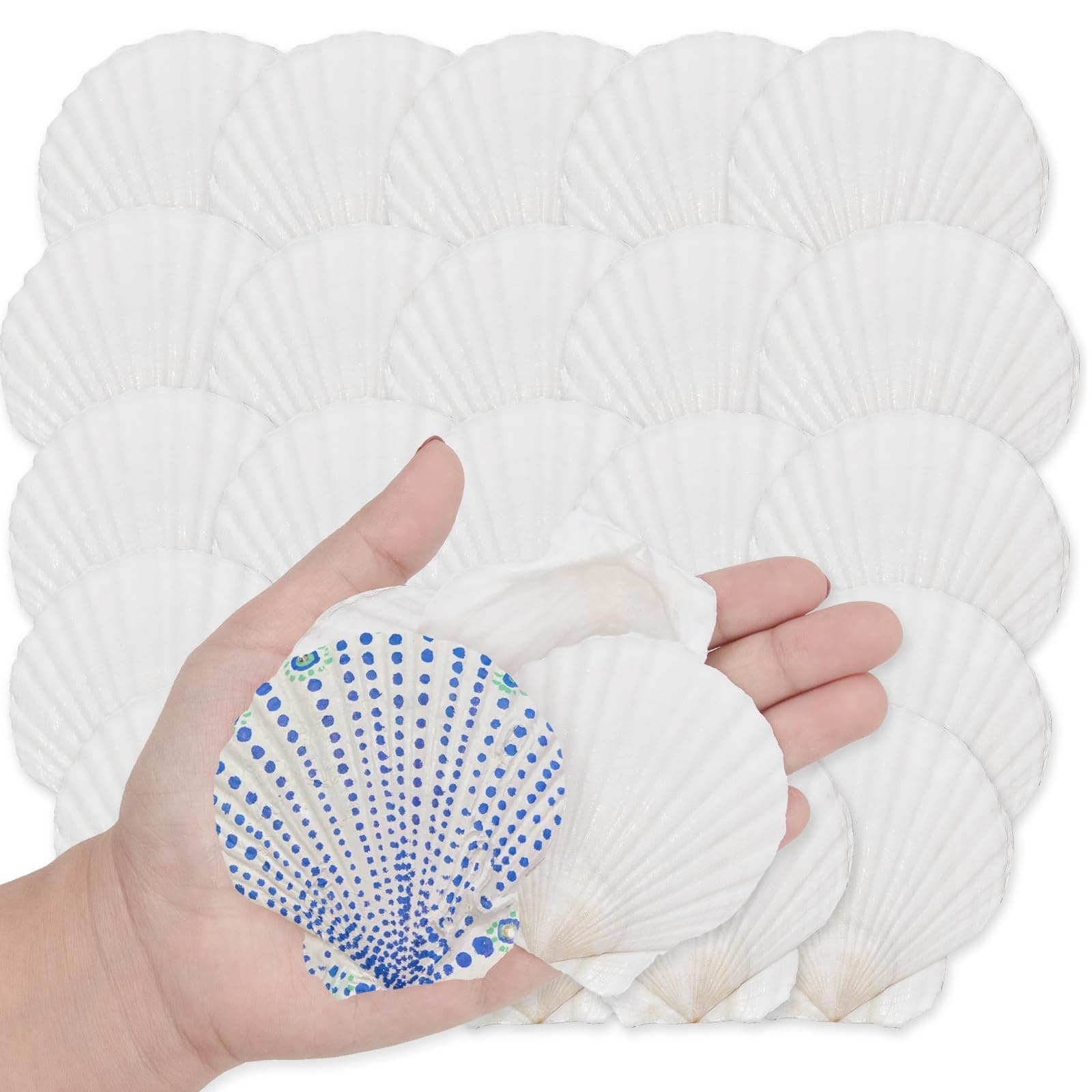 16 PCS 3"-3.5" White Natural Seashell