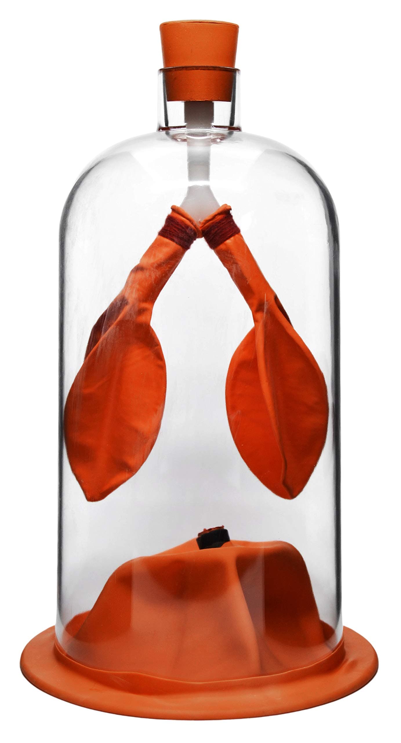 EISCO Lung Function Demonstration Model, 13 Inch - Rubber & Plastic - Shows Lung & Diaphragm Air Flow & Muscle Function