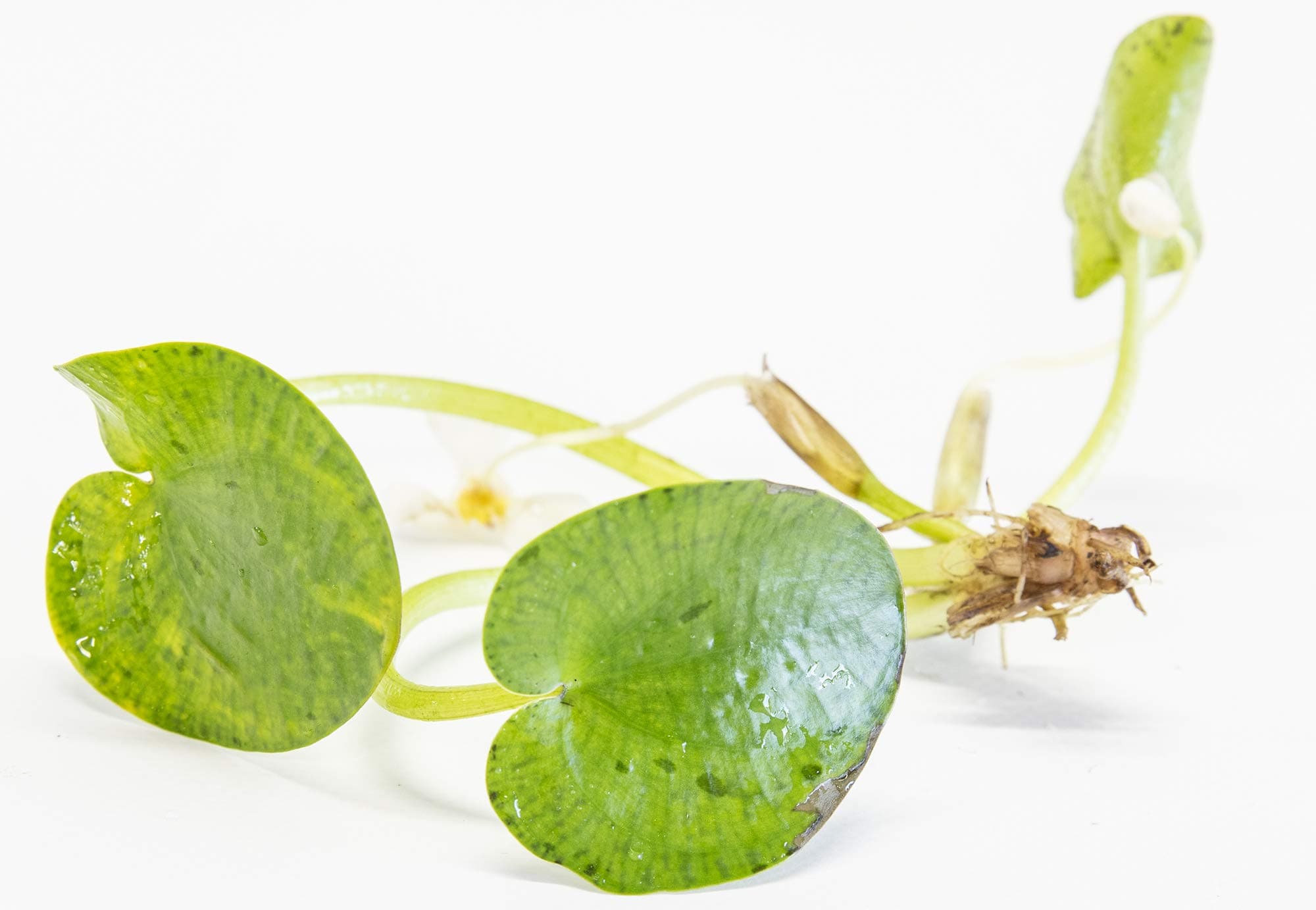 – Amazon Frogbit 6 Medium Frogbit…