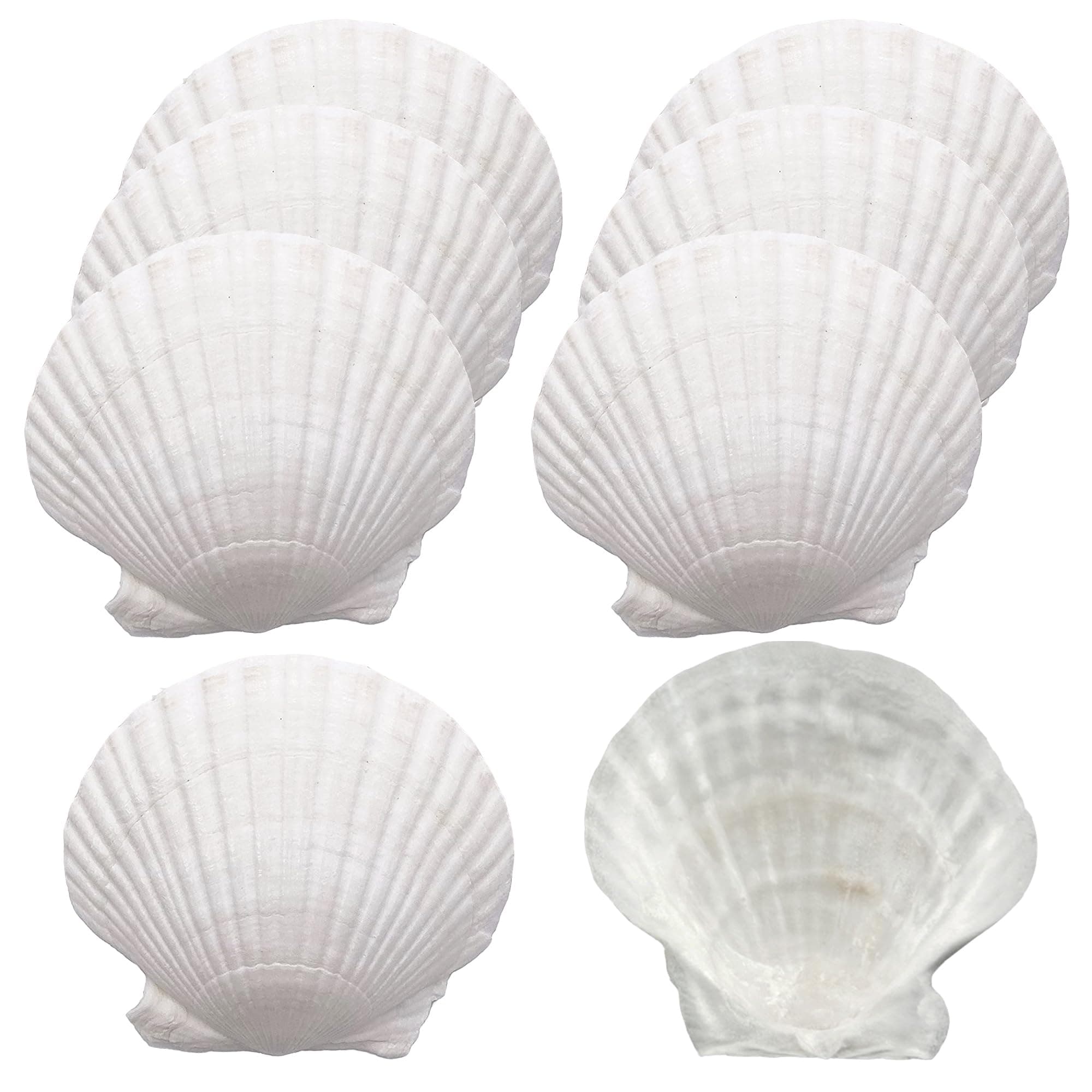 Scallop Shells 4-5 Inch
