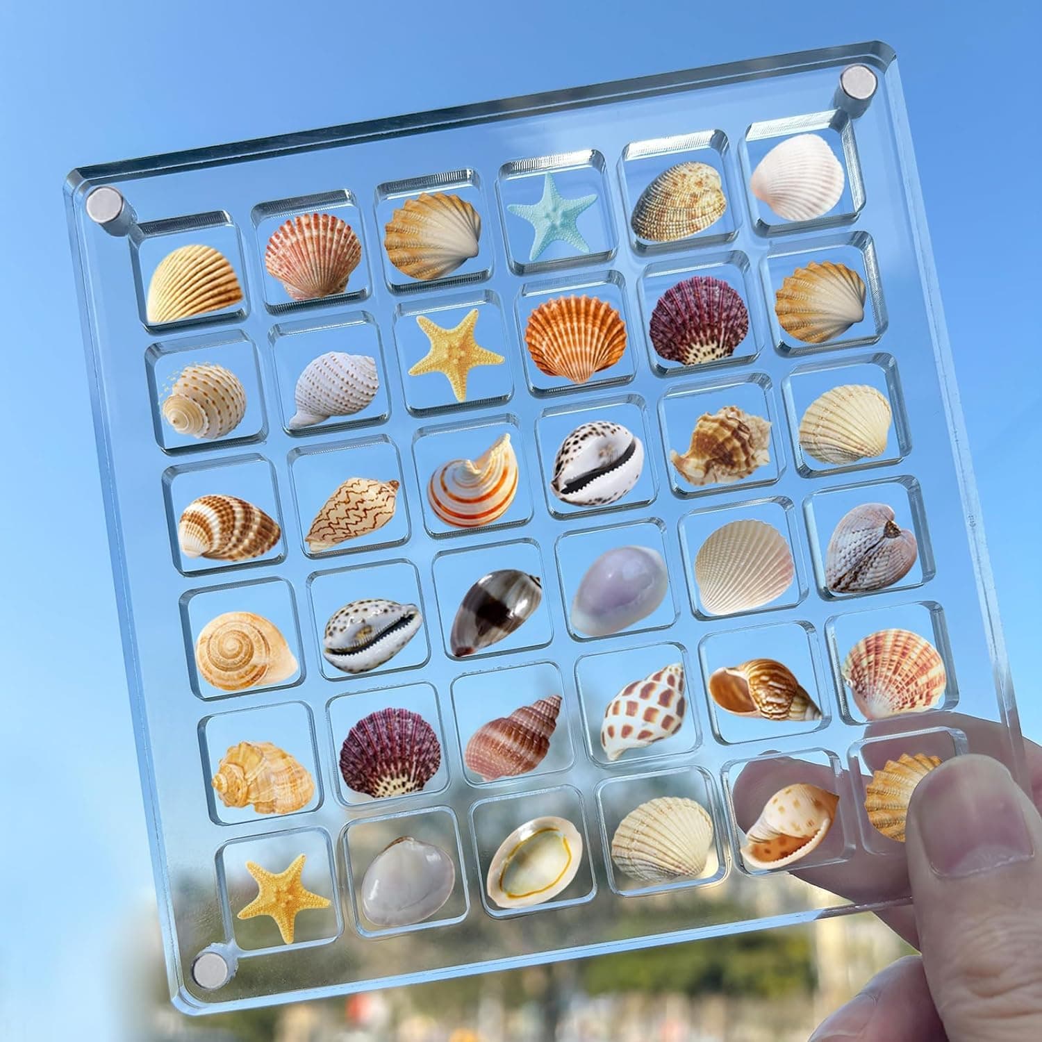 SEAHUI Seashell Display Box Acrylic Magnetic Square Seashell Storage Display Case Decorative Seashell Starfish Trinket Small Craft Organizers Container for Bead Nail Jewelry Gemstone (36 Grids)