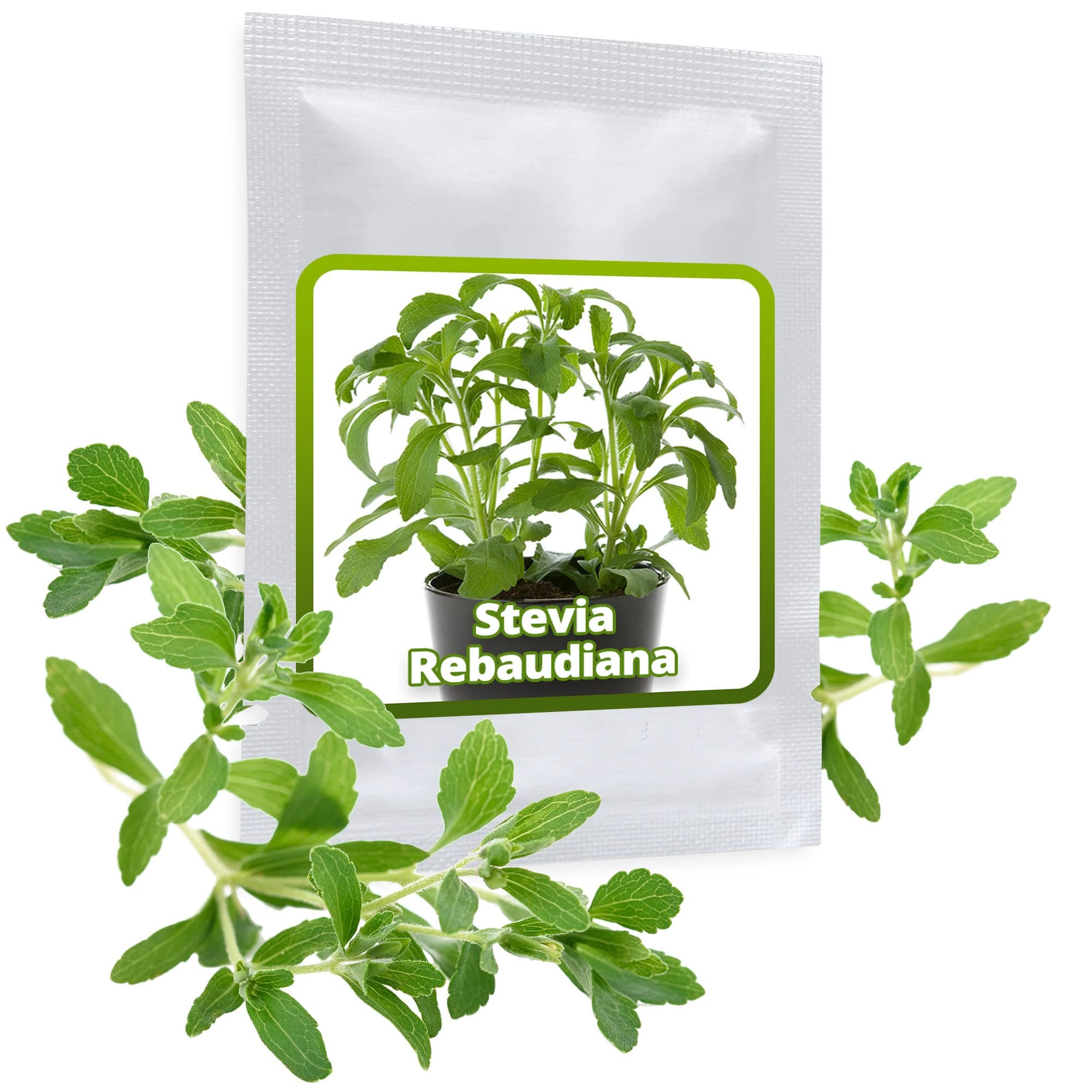 Stevia Seeds ca.100 pcs/Sweet Leaf/herb That has 300 Times The Sweetness of Sugar