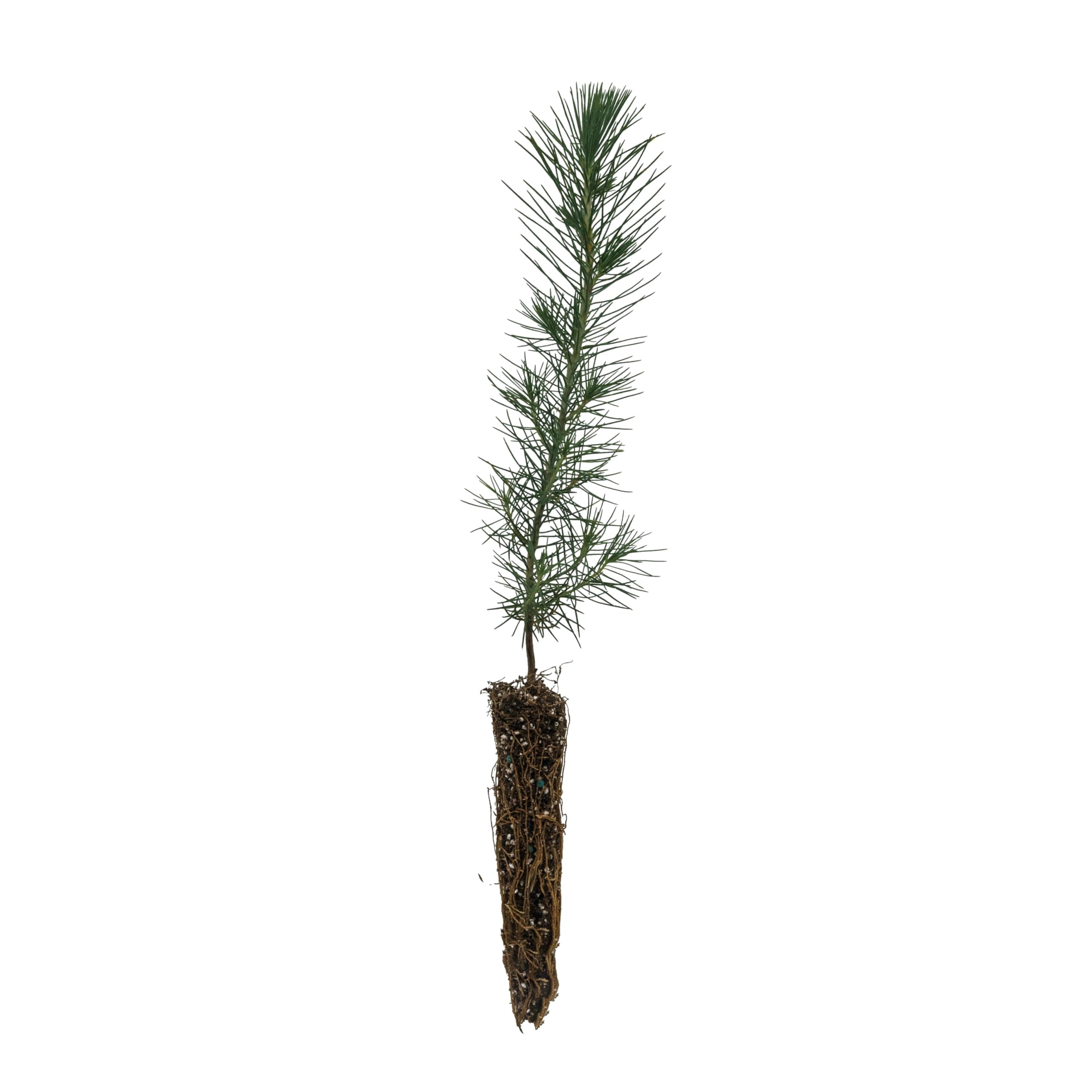 Aleppo Pine | Small Tree Seedling | The Jonsteen Company