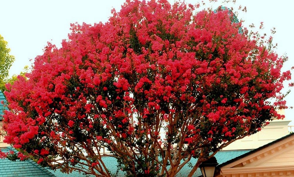 Large Carolina RED Crape Myrtle, 2-4ft Tall When Shipped, Matures 22ft,1 Tree, Beautiful Bright Cherry Red (Shipped Well Rooted in Pots with Soil)