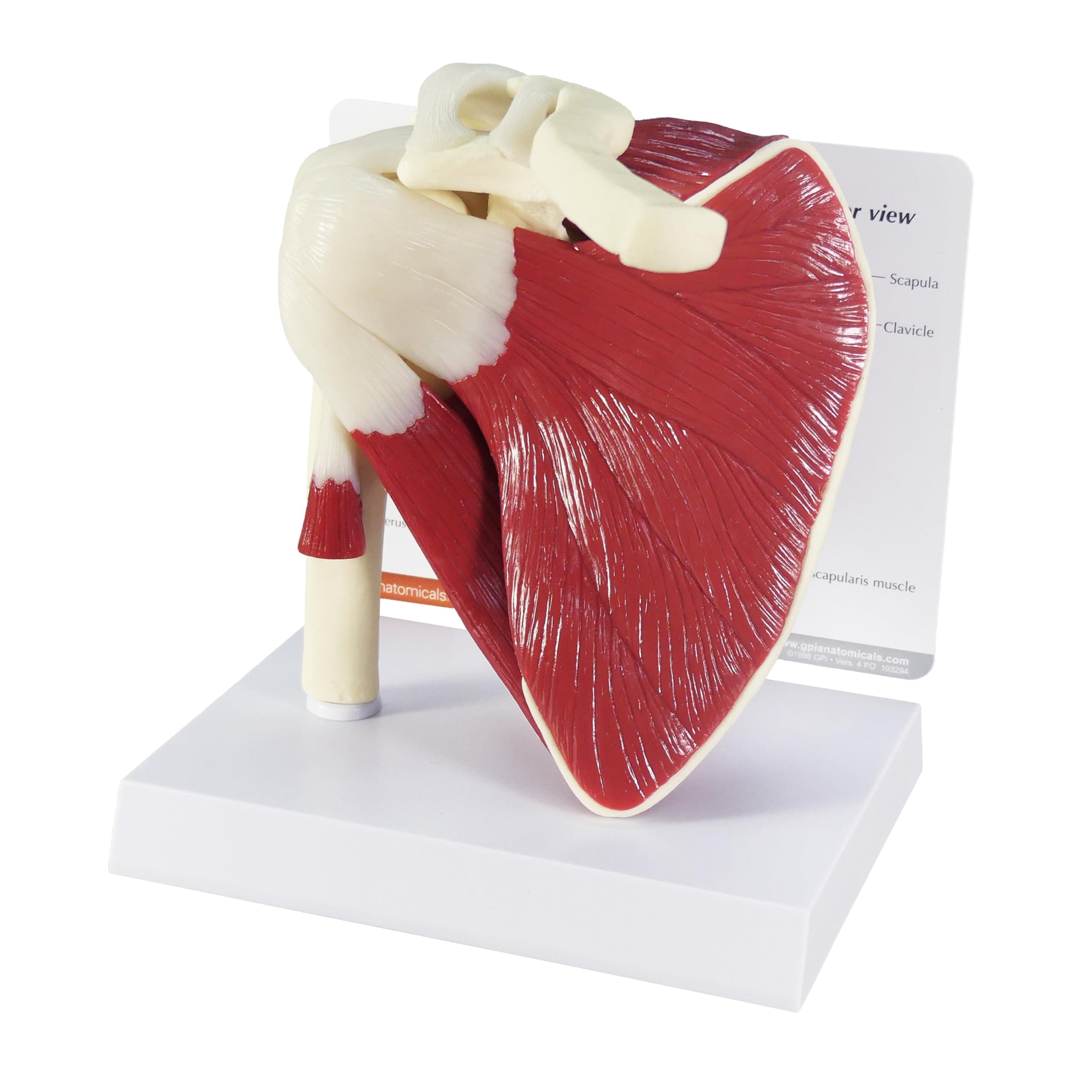 3B Scientific Articulating Rotator Cuff Model