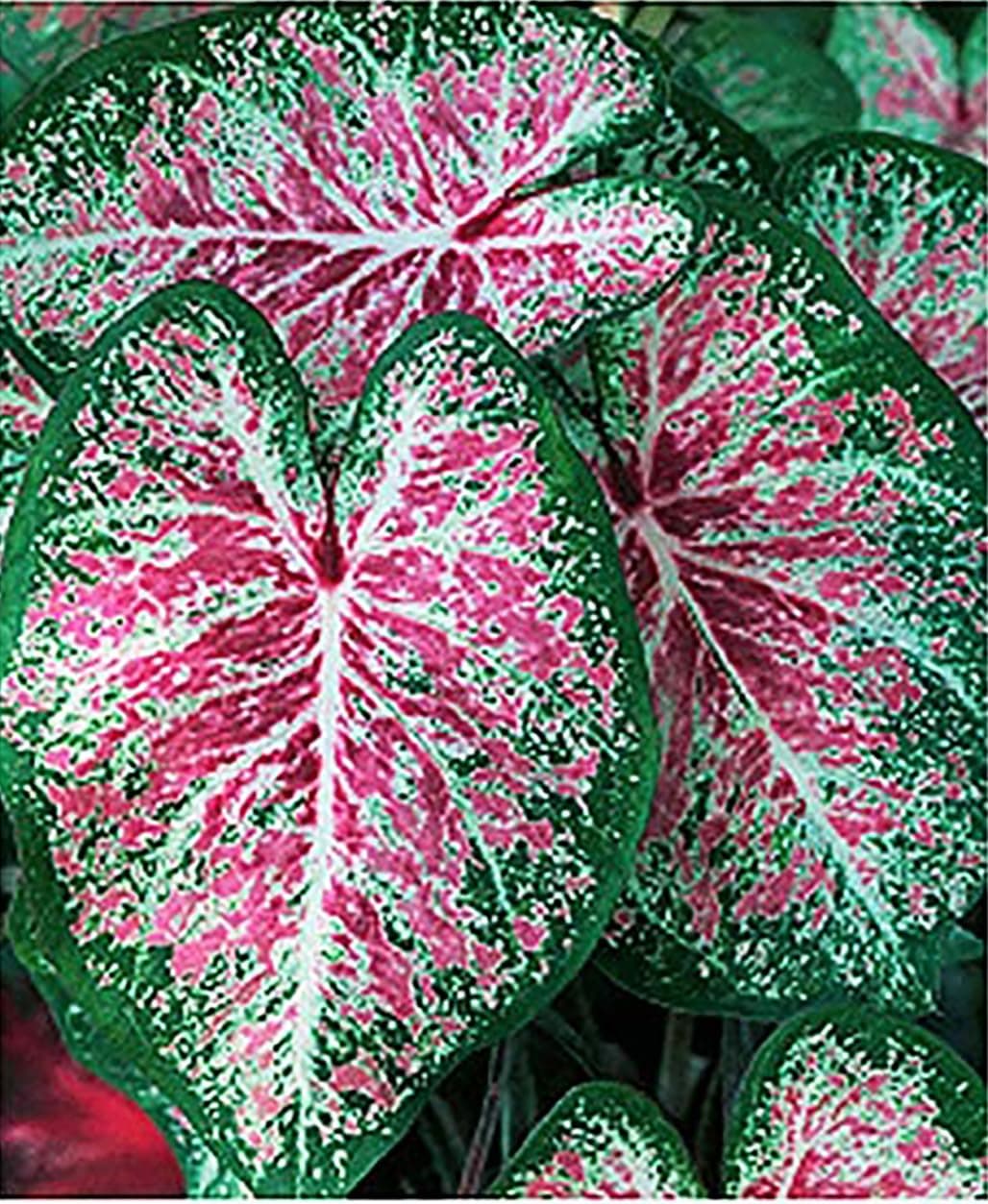 Pink Cloud Caladium Bulbs - Bare Root Bulb - Soft Pink and Green Foliage - Hardy in Zones 9-11 - Perfect for Shaded Gardens and Containers