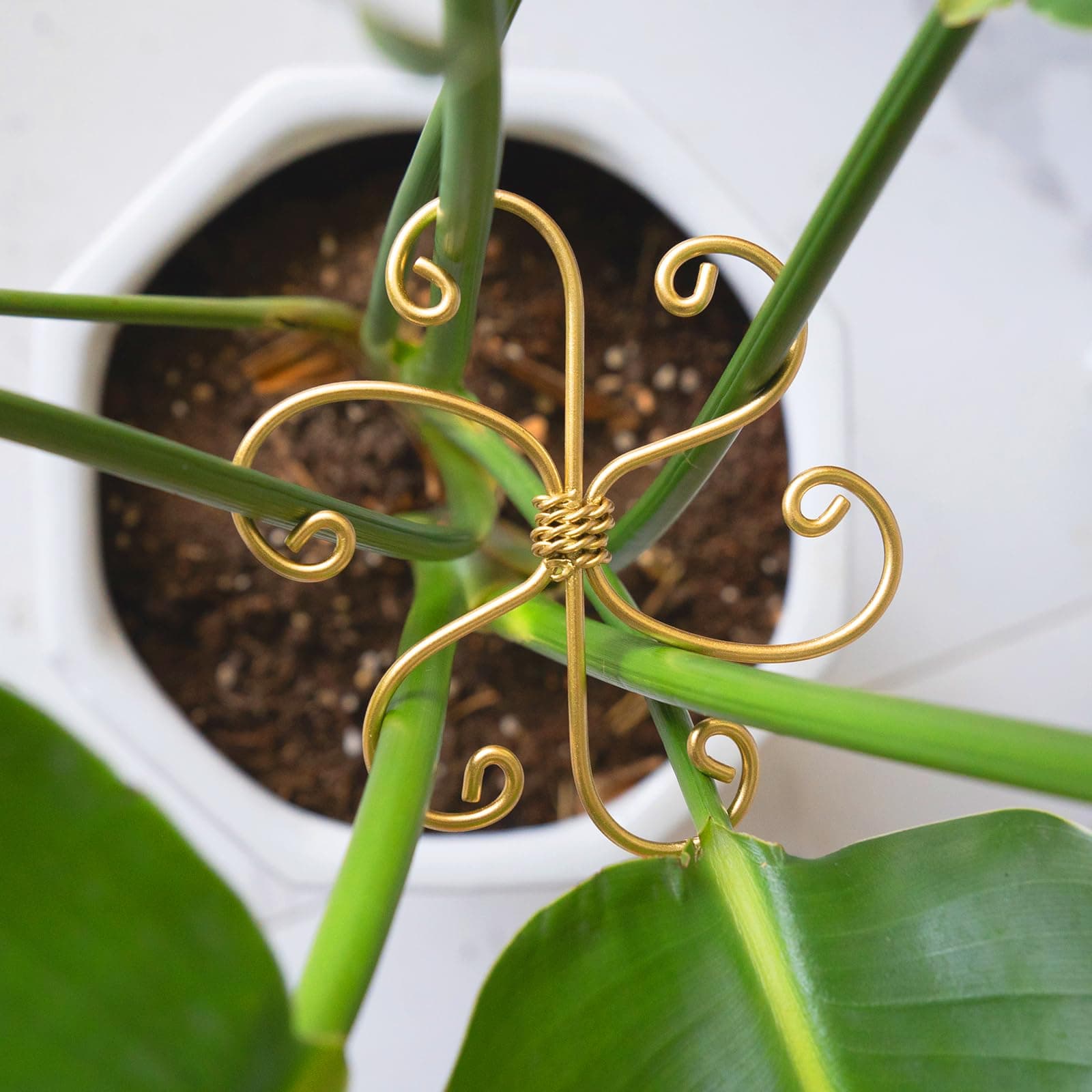 5pcs Plant Stem Support - Durable 5pcs Iron Grapple Holder for Monstera & Climbing Plants, Unique Design for Optimal Growth, Bamboo Clamp Set for Leaf Stabilization and Support (Gold)