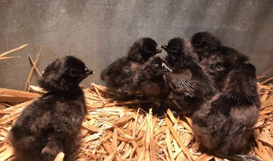 Ayam Cemani Fertile Hatching Eggs Dozen