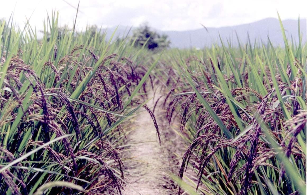 Black Rice Paddy Seed (Krishna Kaumod) 2kg