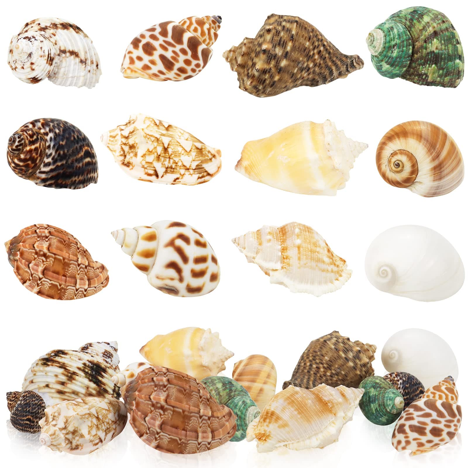 WEOXPR Hermit Crab Shell - Openning Size 0.6"-2" Medium to Large Growth Turbo Seashells Natural Sea Shells for Hermit Crab Supplies, Aquarium Décor, Nautical Decoration (12 Pcs)