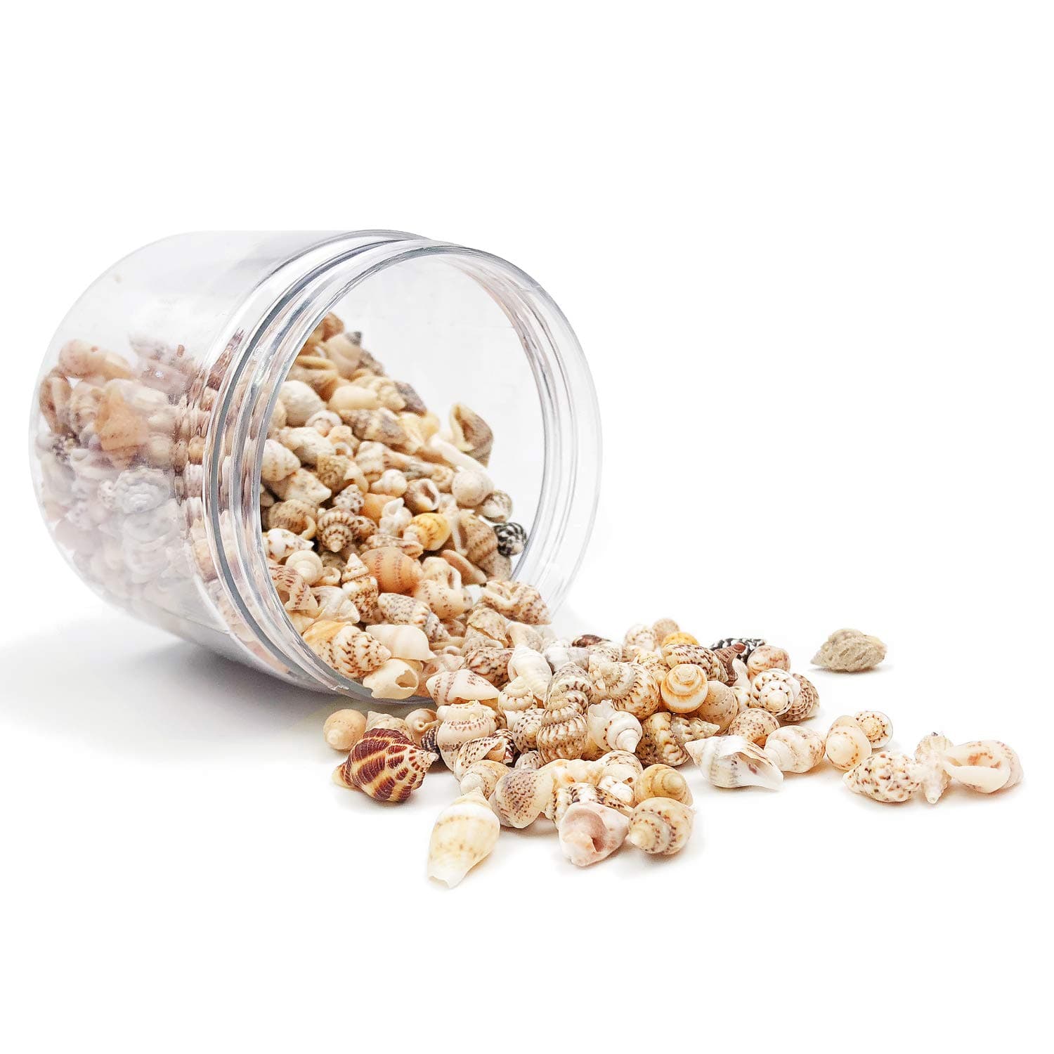 About 700-800 Pcs Small Sea Shell Ocean for Crafts Beach Spiral Seashells, Home Decoration, Beach Theme Party Wedding Decor, Fish Tank Vase Fille, Length 7-12mm