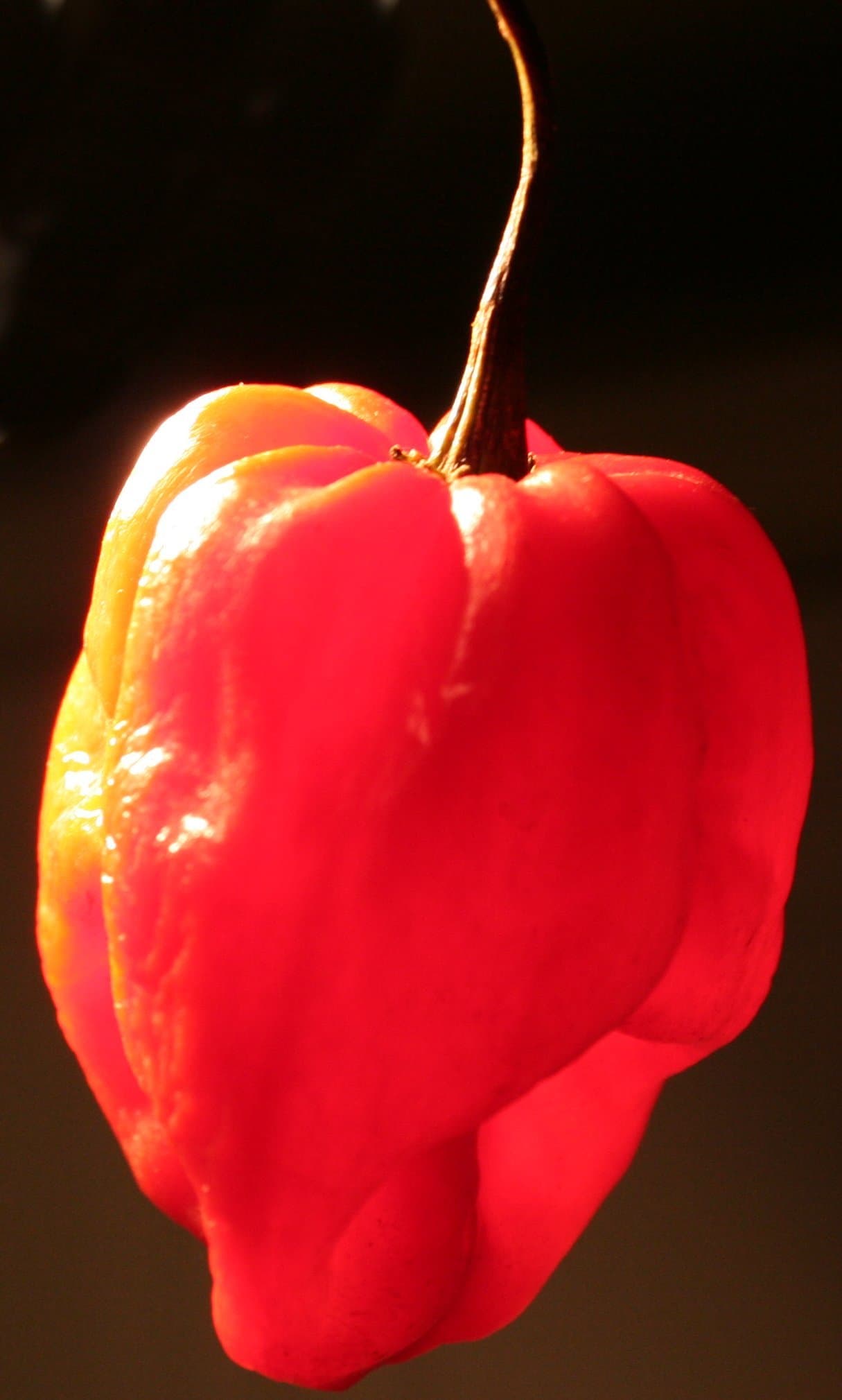 Scotch Bonnet Red Chilli Peppers 10 seeds