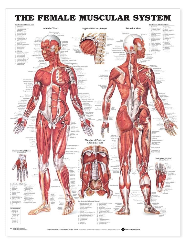 The Female Muscular System Anatomical Chart
