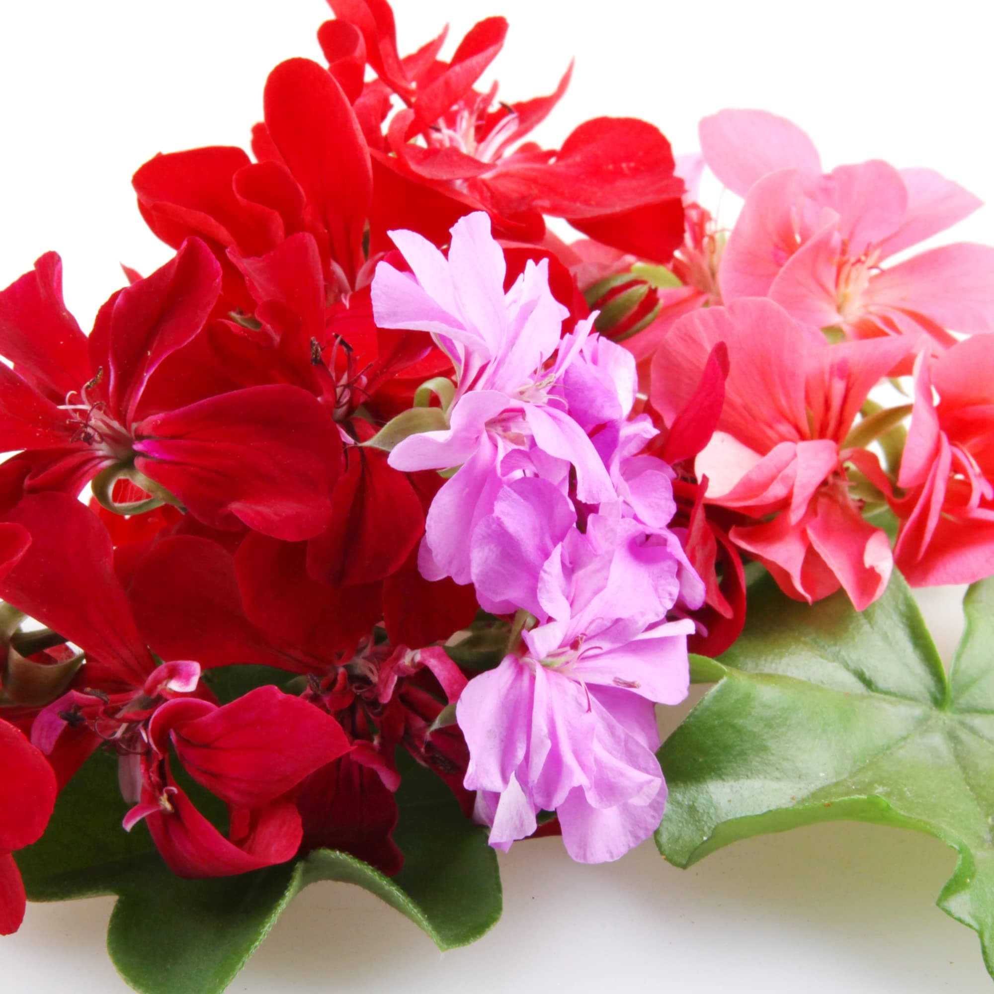 Geranium Plants, 'Mixed', 20 x Full Plants, Geraniums, Bedding Plants, Mixed Geranium, Garden Flowers, Garden Ready and Ready to Plant, Premium Quality Flowers