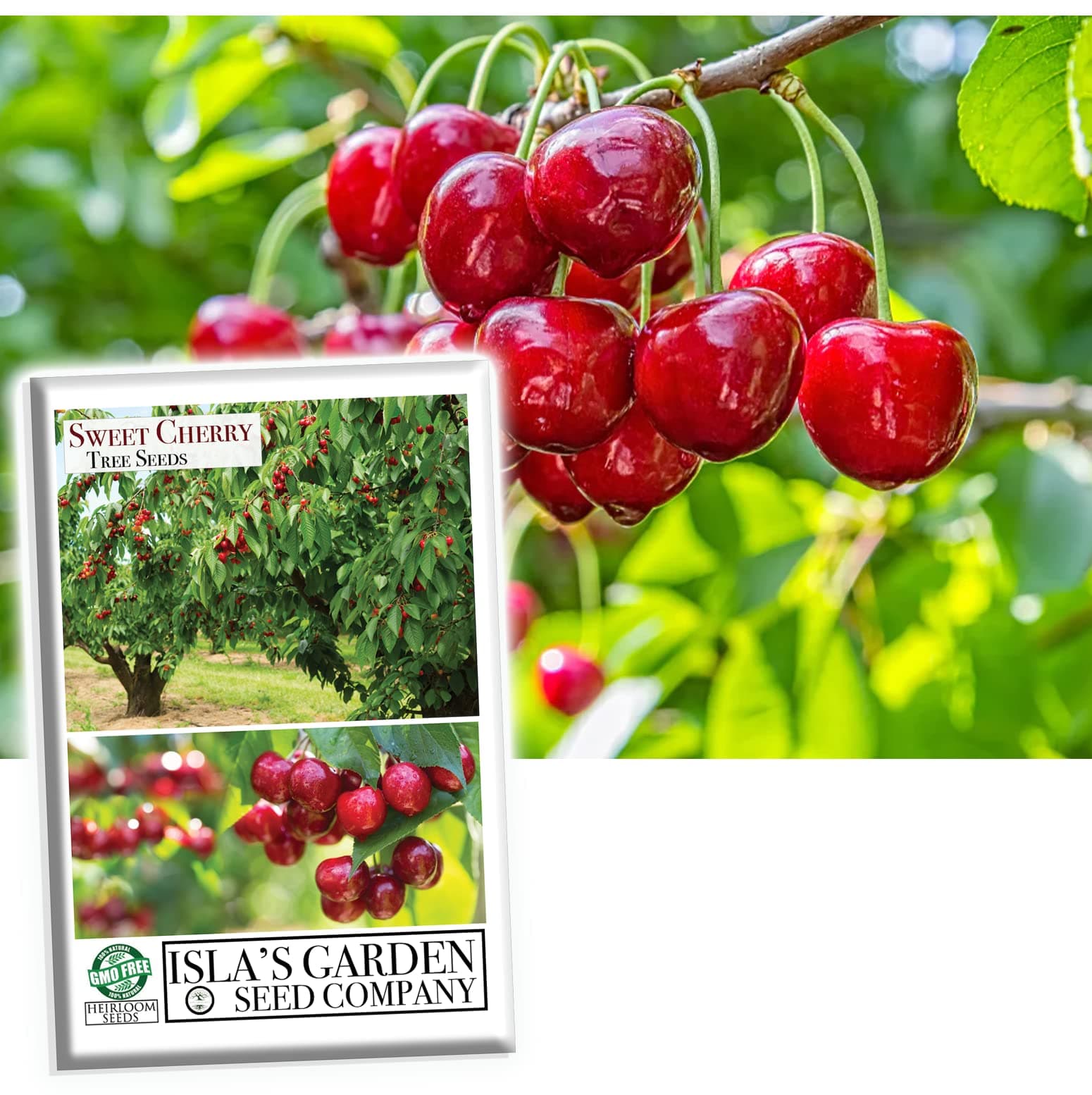 Sweet Cherry Fruit Tree Seeds, 20 Fruit Seeds Per Packet, (Isla's Garden Seeds), Non GMO & Heirloom Seeds, Botanical Name: Prunus avium, Great Home Garden Gift