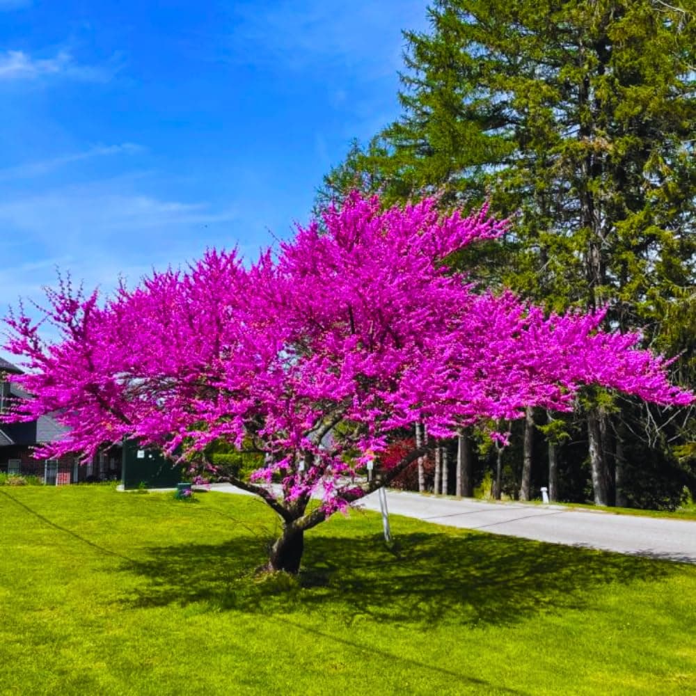 2 Eastern Redbud Plants Live Trees, Cold Hardy Dormant, 8 Inc to 15 Inches Tall Seedlings, Early Spring Blooms, Purple Flowers Bloom, Bare Roots