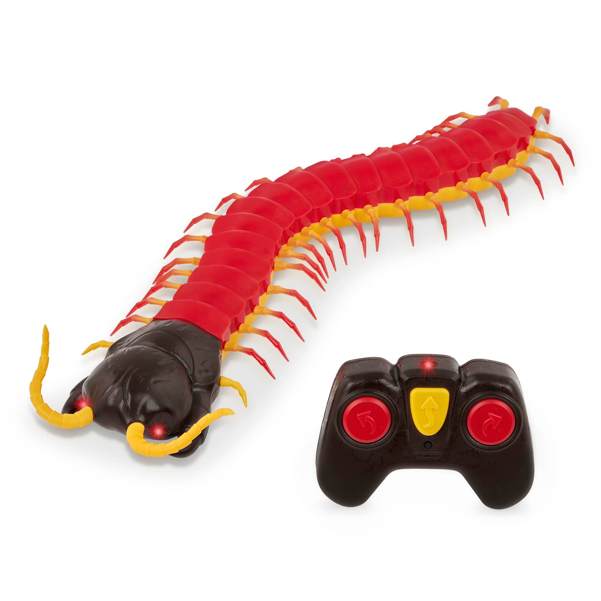 Scolopendra