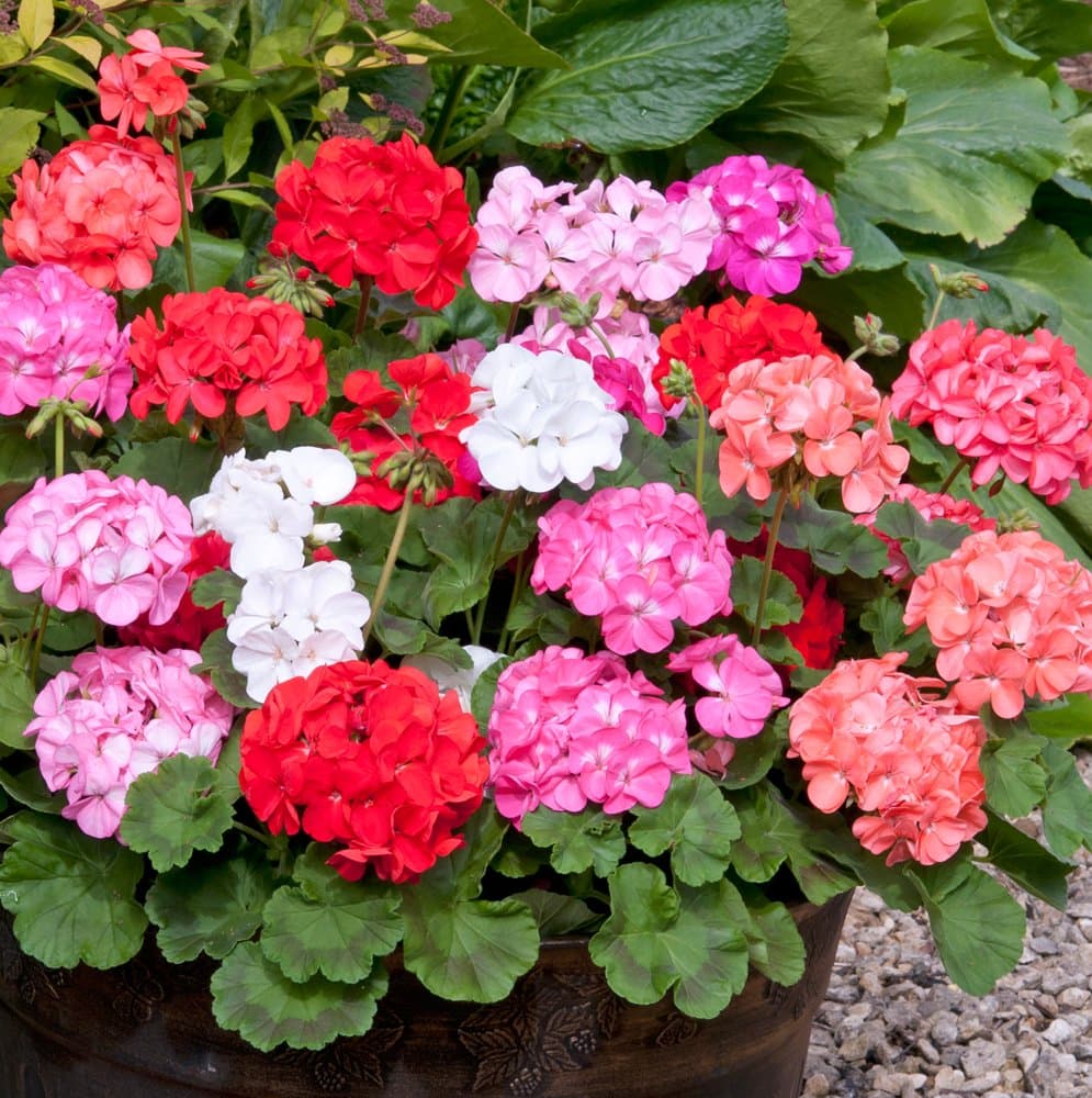 60 Plug Plants Geranium F1 Palladium Mixed
