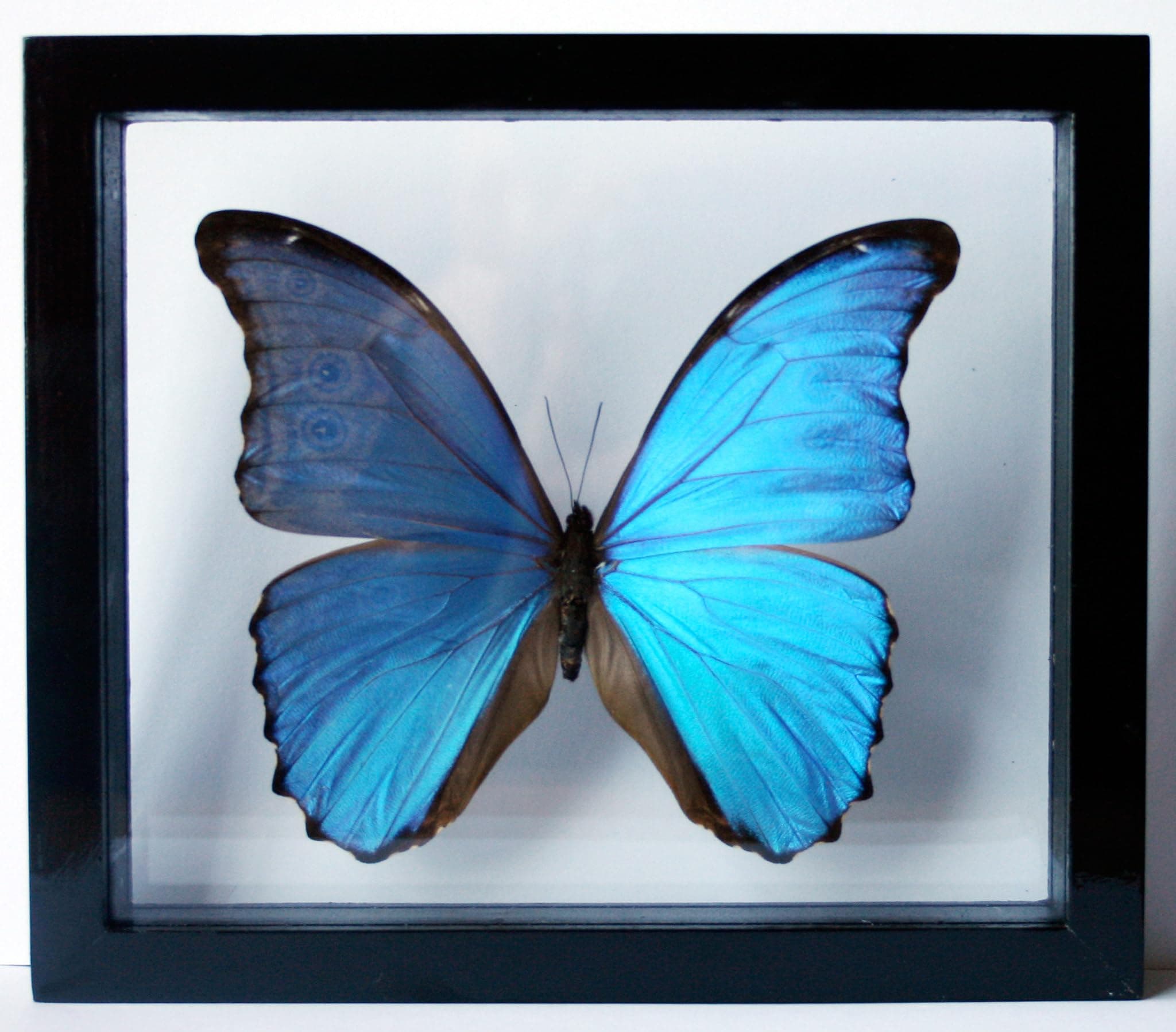 Blue Morpho Butterfly Framed and Mounted in Black Display