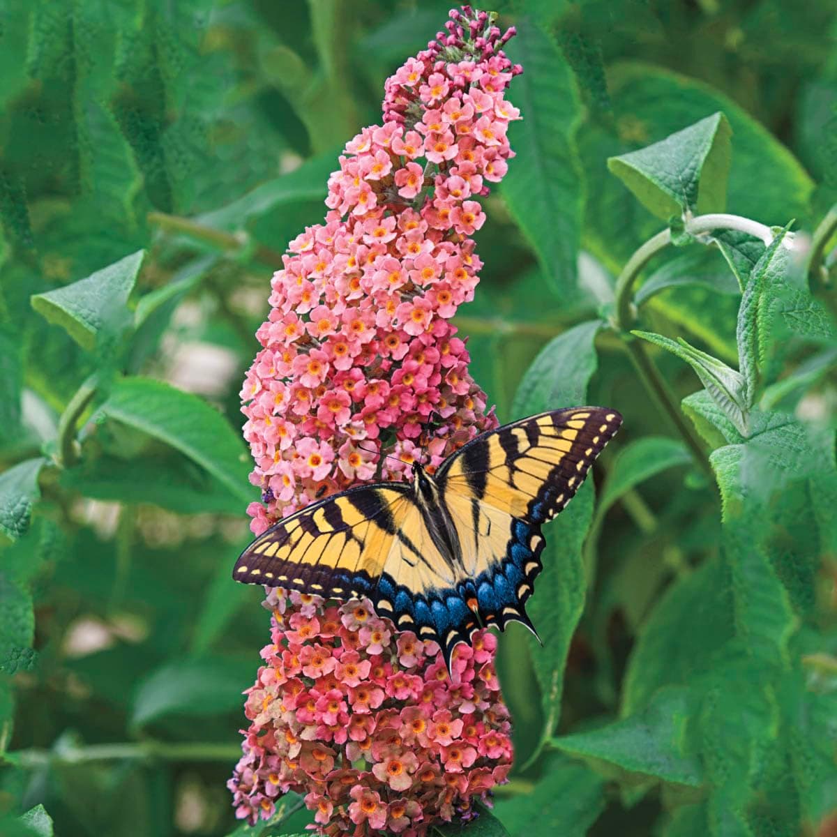 SPRING HILL NURSERIES - Rainbow Butterfly Bush Buddleia Multi-Colored Flowering Perennial Starter Plant, Grown in a 4 inch Pot, 1 Plant per Offer - Due to State restrictions we Can't Ship to OR or WA