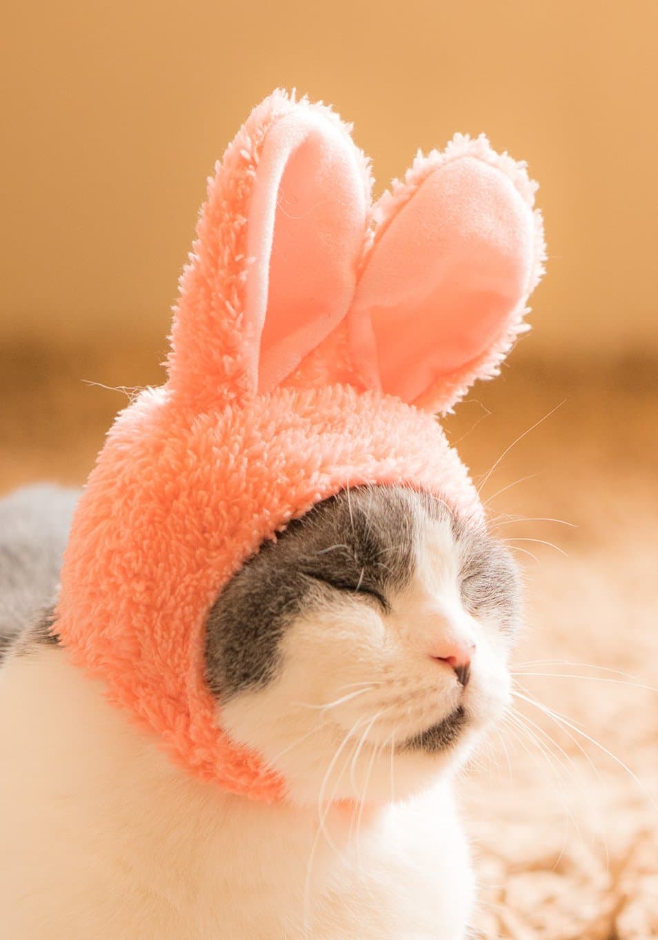Kitan Club Cat Cap - Pet Hat Blind Box Includes 1 of 6 Cute Styles - Soft, Comfortable and Easy-to-Use Kitty Hood - Authentic Japanese Kawaii Design - Animal-Safe Materials (Rabbit)